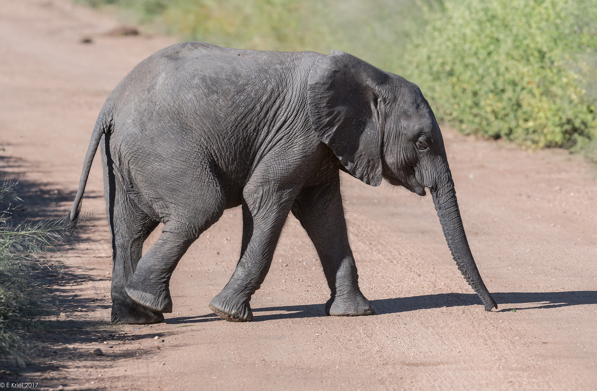 Nikon D500 + Nikon AF-S Nikkor 200-400mm F4G ED-IF VR sample photo. Safari trip 2017 - baby elephant crossing photography