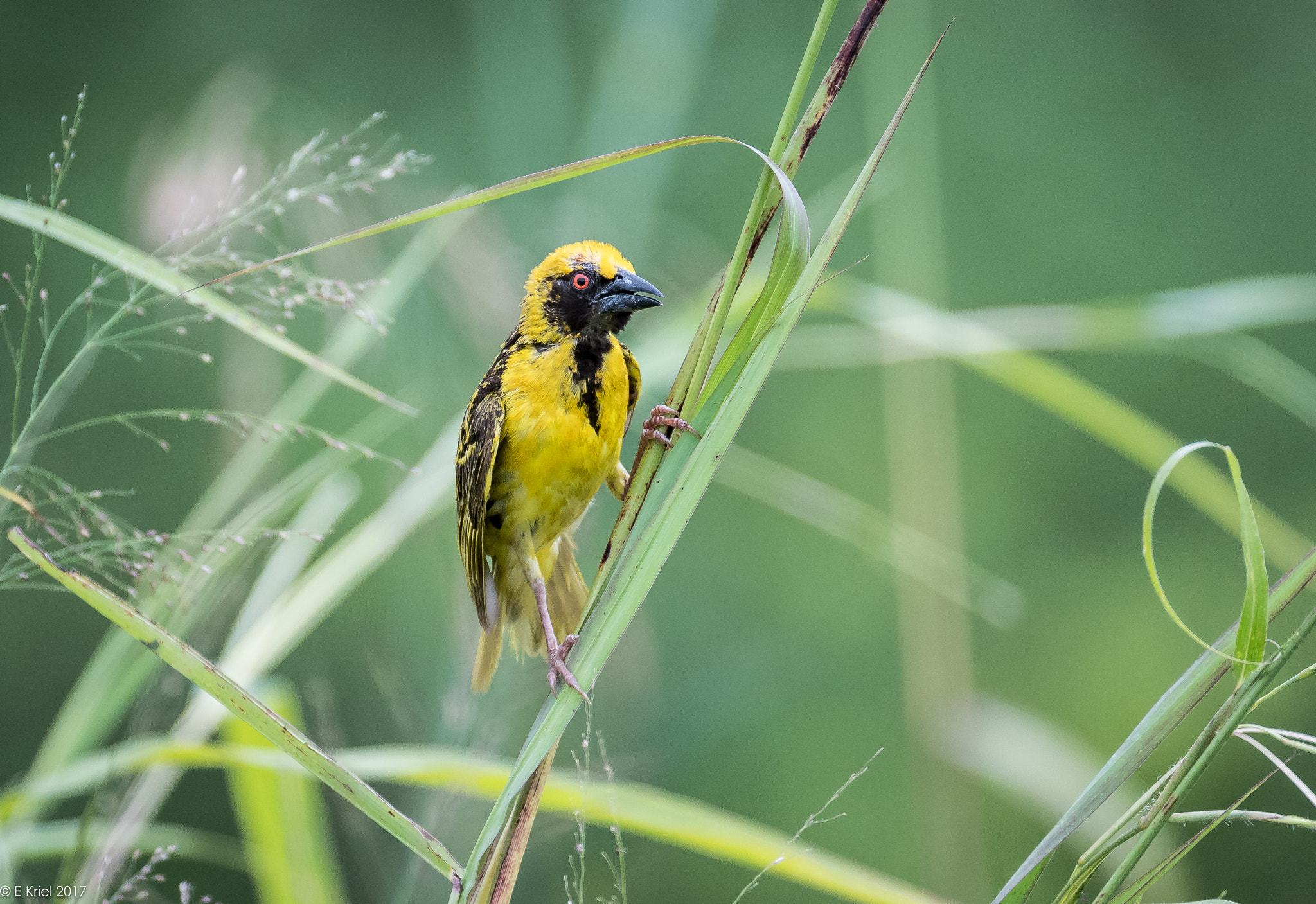 Nikon D500 + Nikon AF-S Nikkor 200-400mm F4G ED-IF VR sample photo. Safari trip 2017 - weaver bird photography