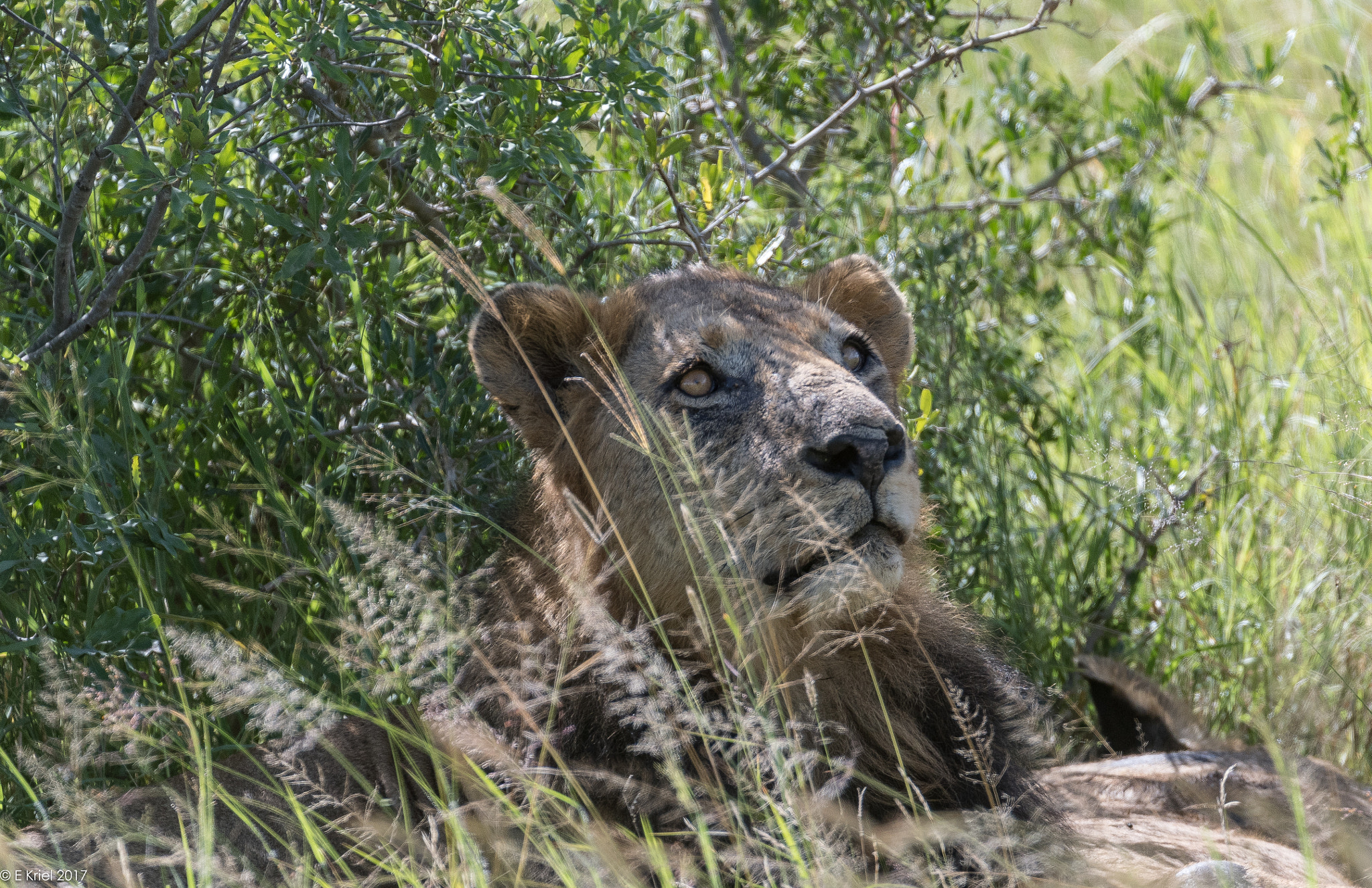 Nikon D500 + Nikon AF-S Nikkor 200-400mm F4G ED-IF VR sample photo. Safari trip 2017 - lion photography