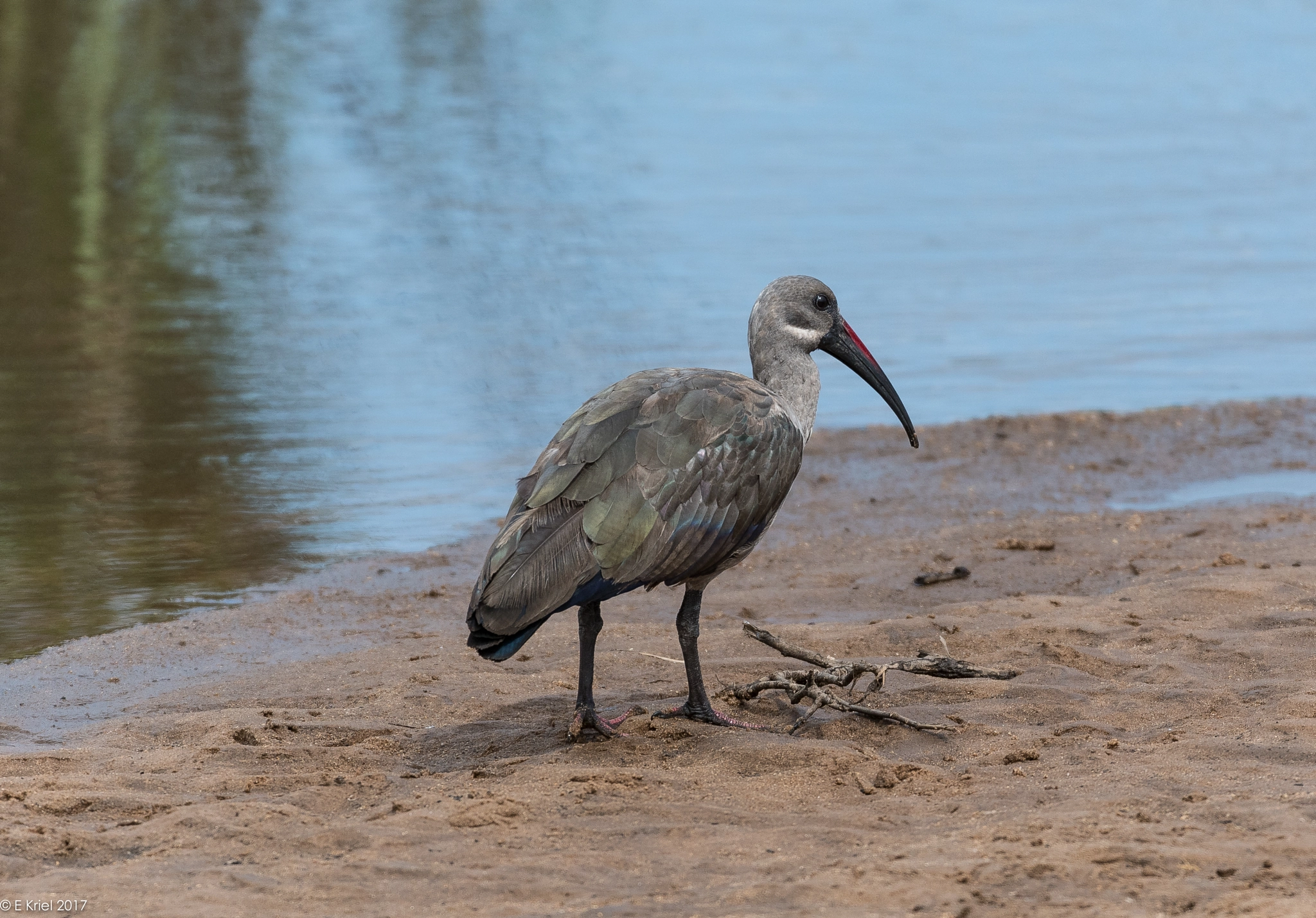 Nikon AF-S Nikkor 200-400mm F4G ED-IF VR sample photo. Safari trip 2017 - hadeda ibis photography