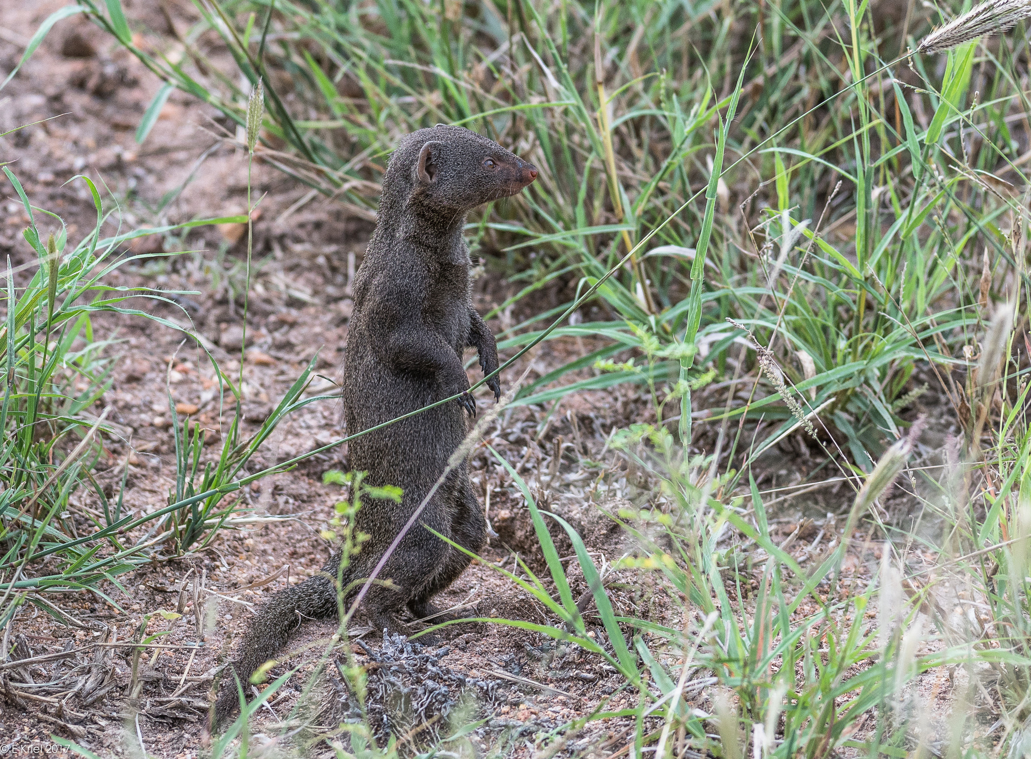 Nikon D500 + Nikon AF-S Nikkor 200-400mm F4G ED-IF VR sample photo. Safari trip 2017 - dwarf mongoose photography