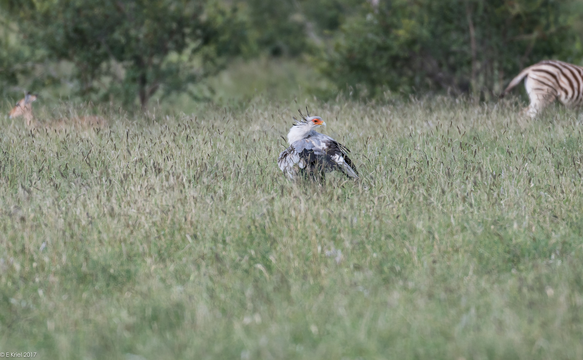 Nikon D500 + Nikon AF-S Nikkor 200-400mm F4G ED-IF VR sample photo. Safari trip 2017 - secreatry bird photography