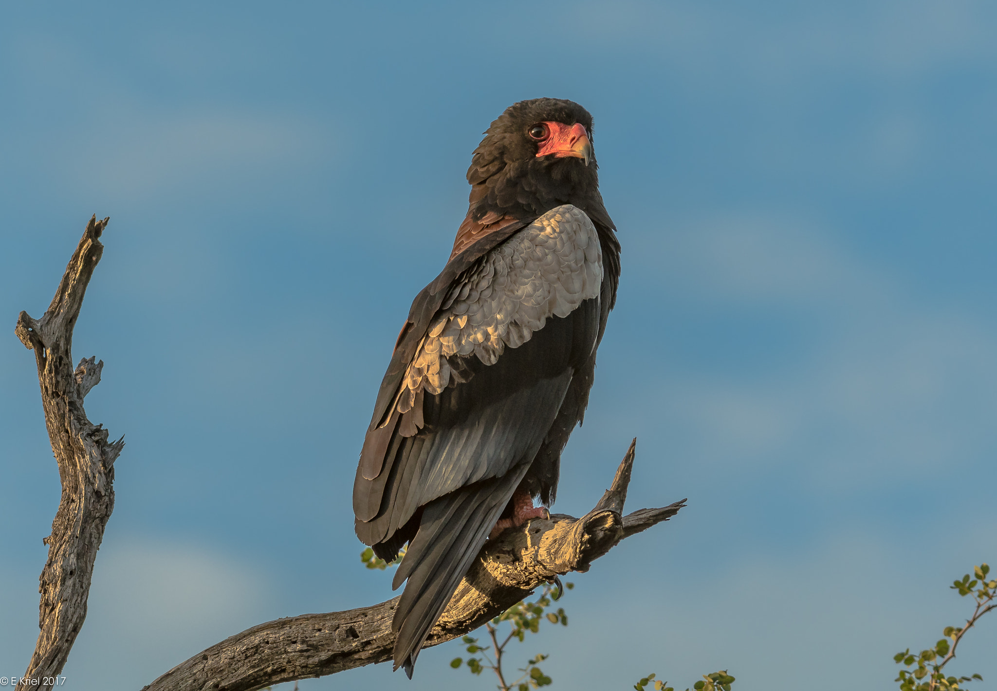 Nikon D500 + Nikon AF-S Nikkor 200-400mm F4G ED-IF VR sample photo. Safari trip 2017 -  - bataleur eagle photography