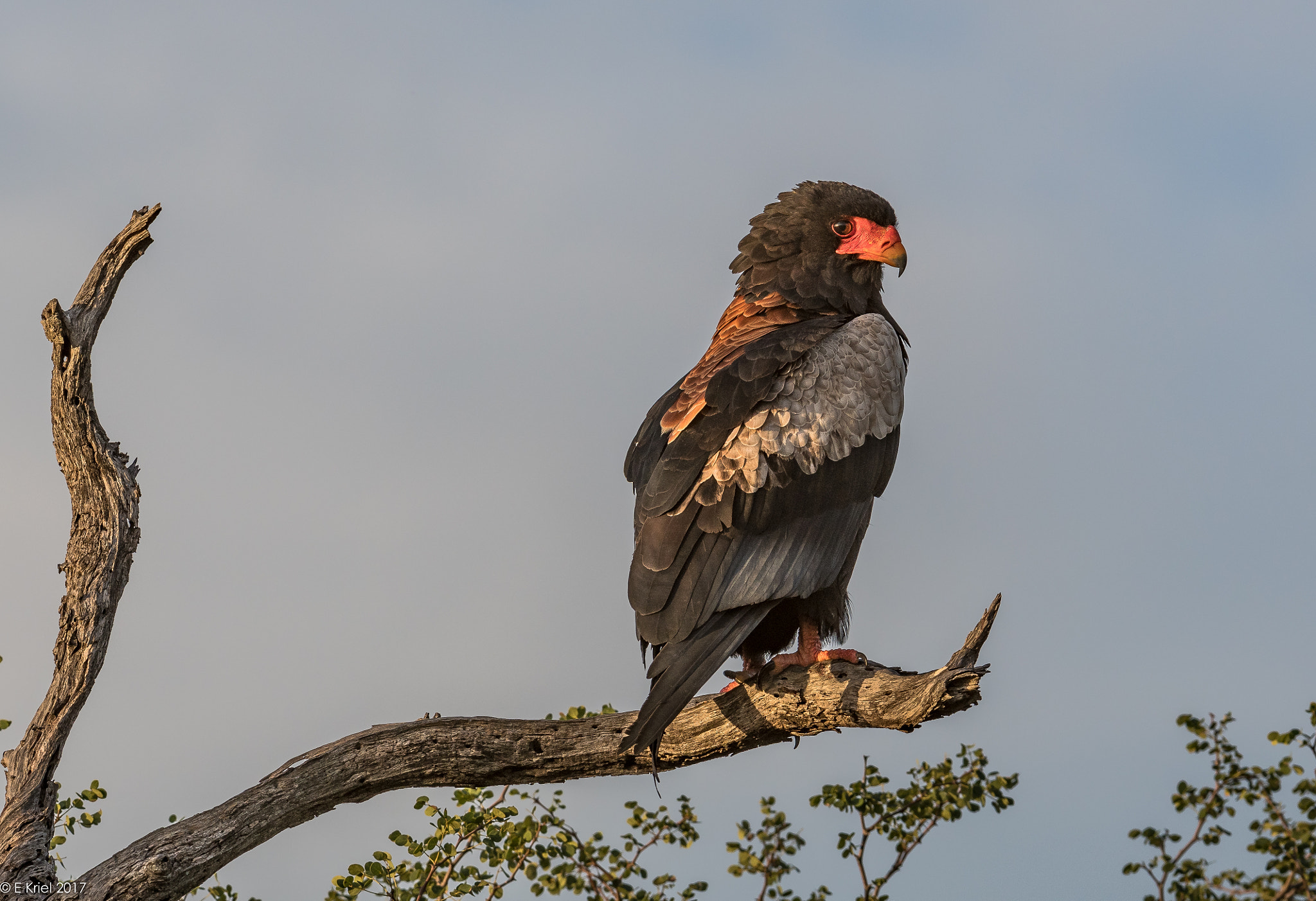 Nikon D500 + Nikon AF-S Nikkor 200-400mm F4G ED-IF VR sample photo. Safari trip 2017 -  - bataleur eagle photography