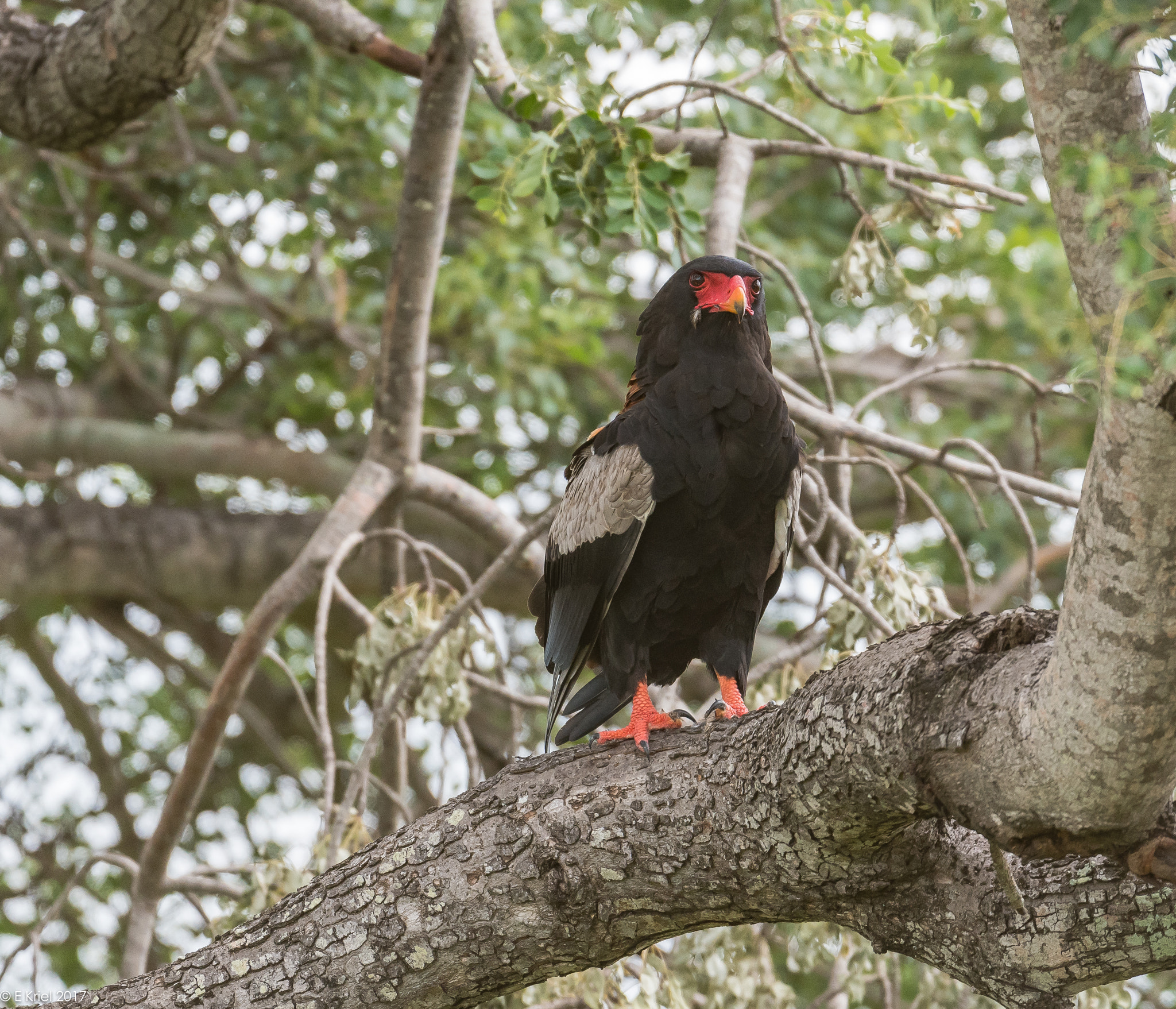 Nikon D500 + Nikon AF-S Nikkor 200-400mm F4G ED-IF VR sample photo. Safari trip 2017 -  - bataleur eagle photography