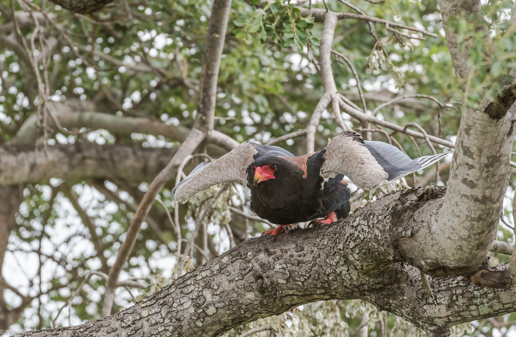 Nikon D500 sample photo. Safari trip 2017 - bateleur eagle launch photography