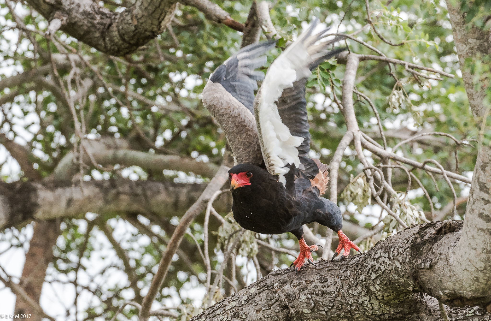 Nikon D500 + Nikon AF-S Nikkor 200-400mm F4G ED-IF VR sample photo. Safari trip 2017 - bataleur eagle photography