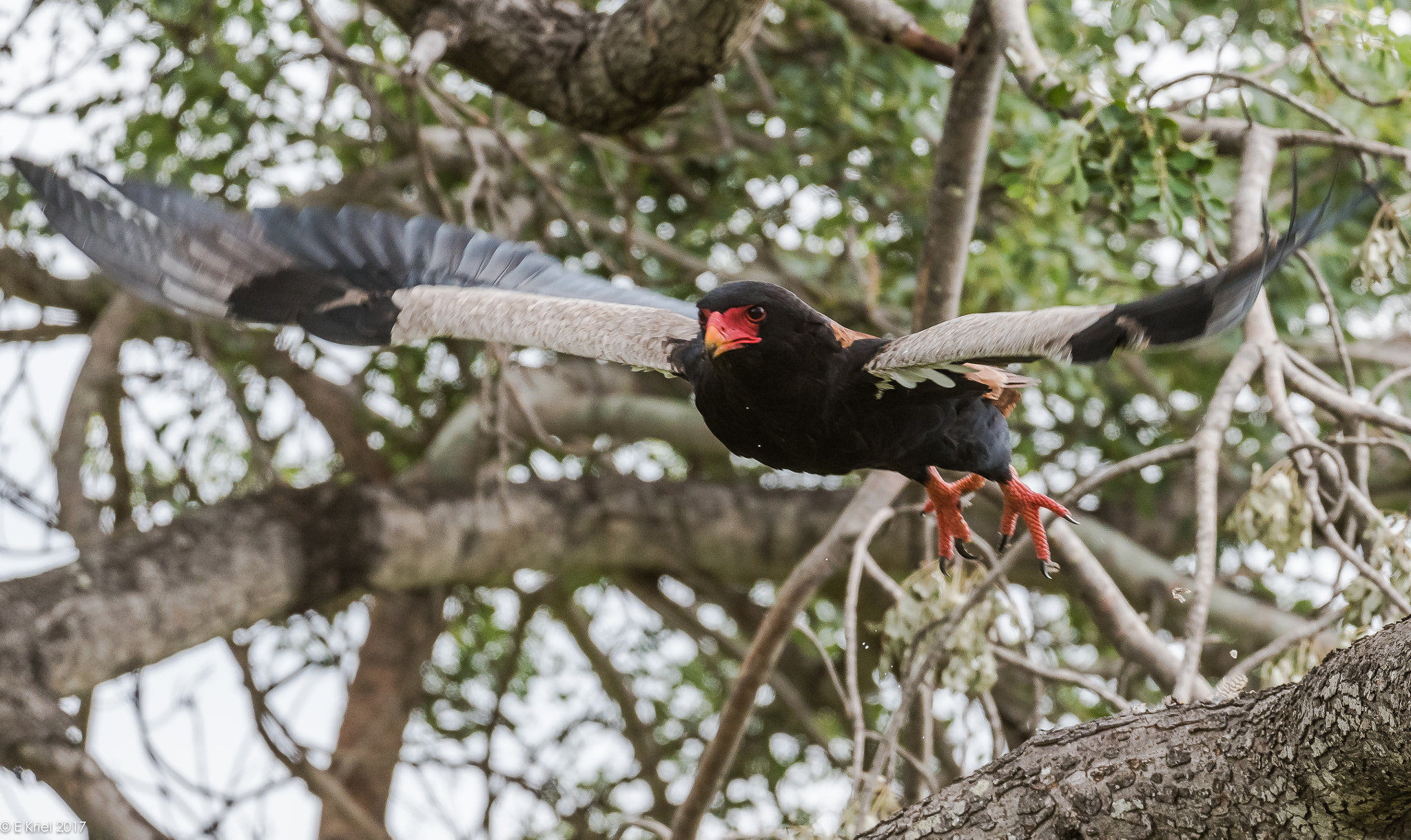 Nikon D500 sample photo. Safari trip 2017 -  - bataleur eagle photography