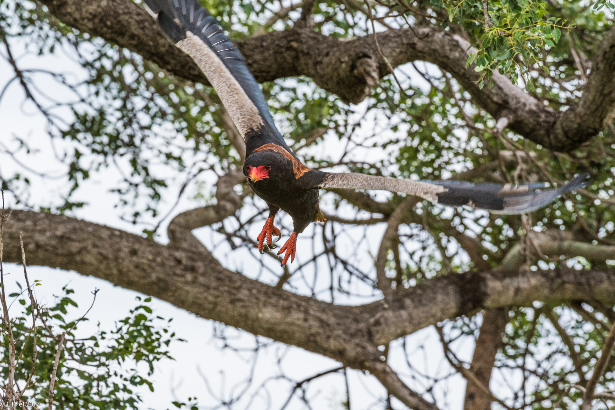 Nikon AF-S Nikkor 200-400mm F4G ED-IF VR sample photo. Safari trip 2017 -  - bataleur eagle photography