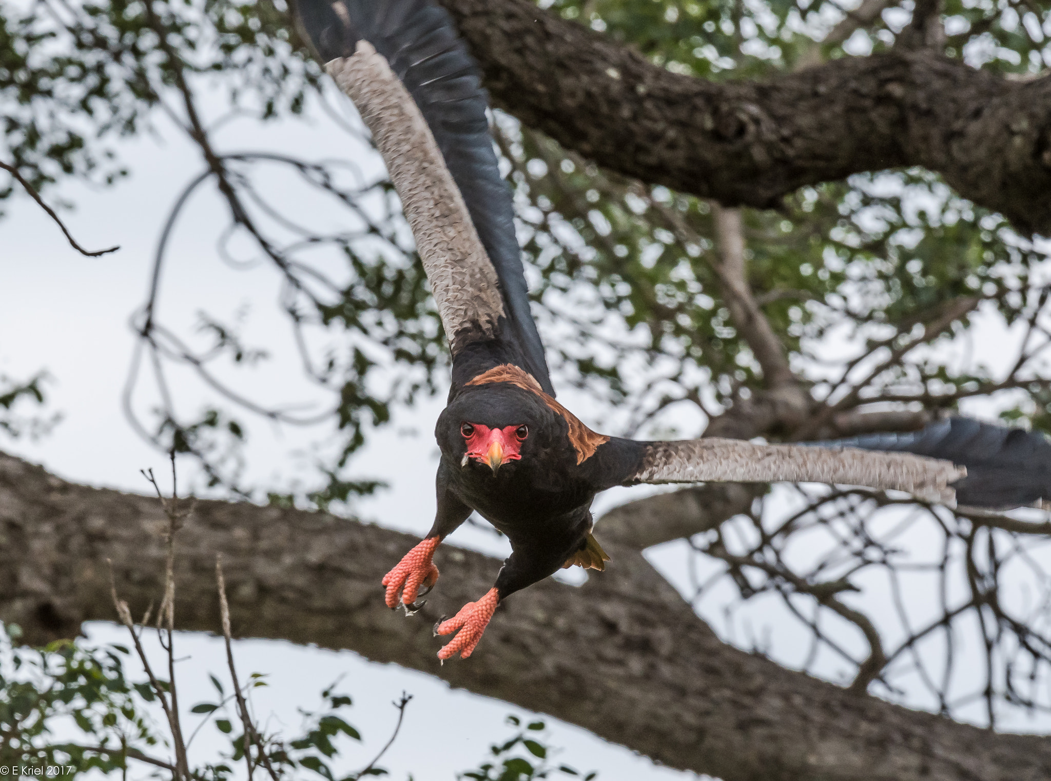 Nikon D500 + Nikon AF-S Nikkor 200-400mm F4G ED-IF VR sample photo. Safari trip 2017 - bataleur eagle photography