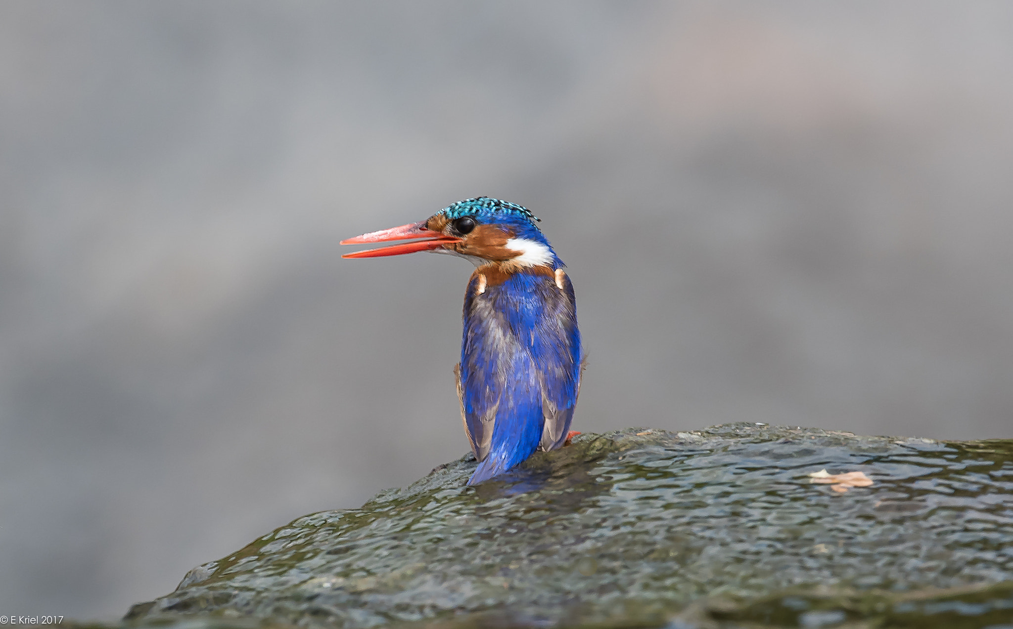 Nikon AF-S Nikkor 200-400mm F4G ED-IF VR sample photo. Safari trip 2017 - malachite kingfisher photography