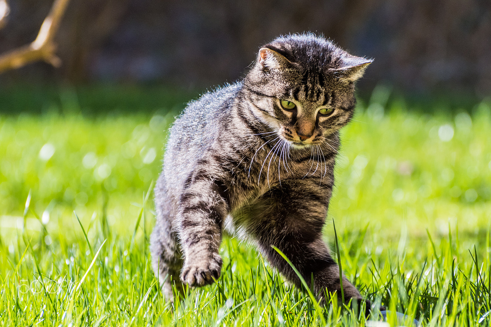 Nikon D500 sample photo. Playing cat 1 photography