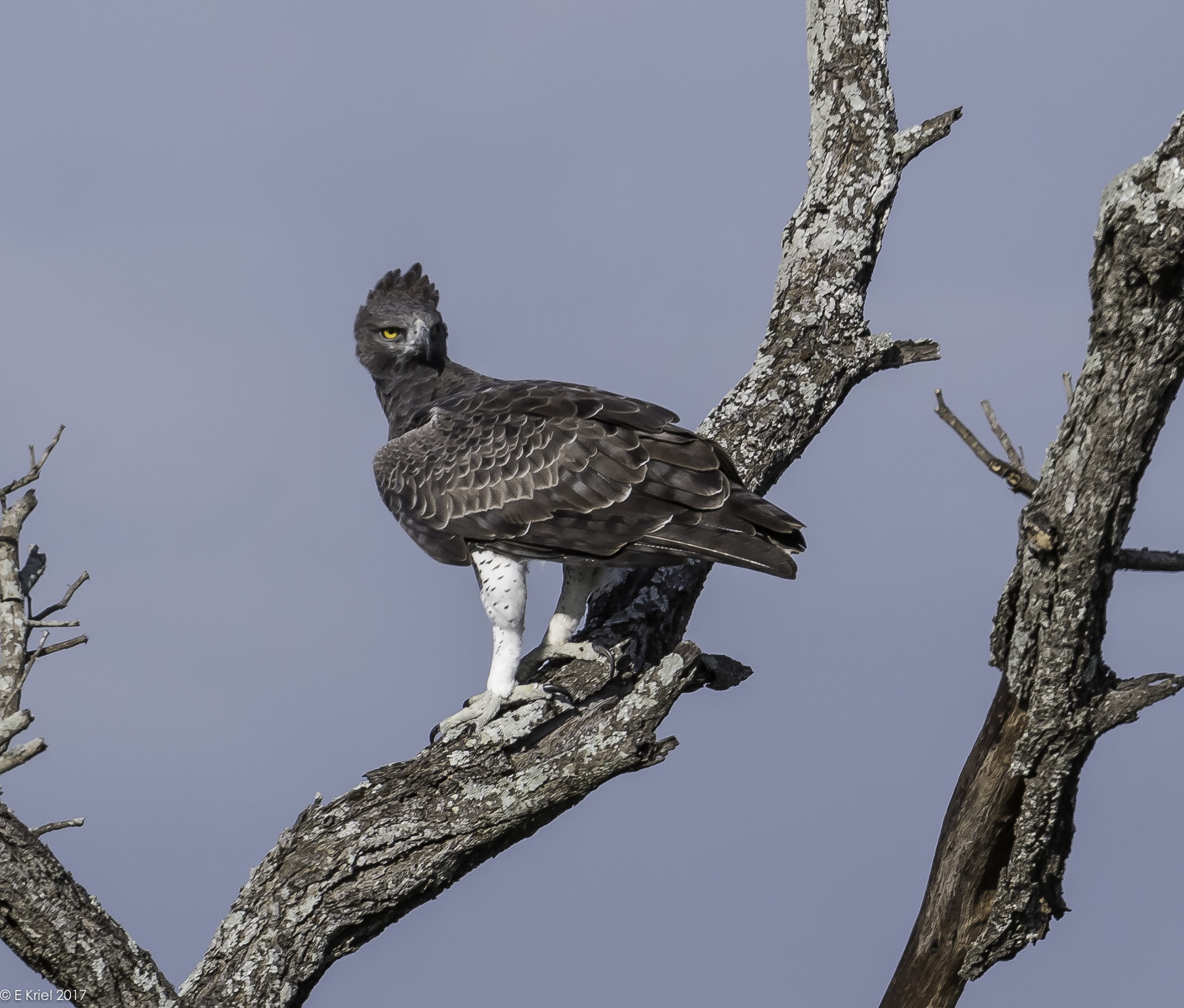 Nikon D500 sample photo. Safari trip 2017 - martial eagle photography