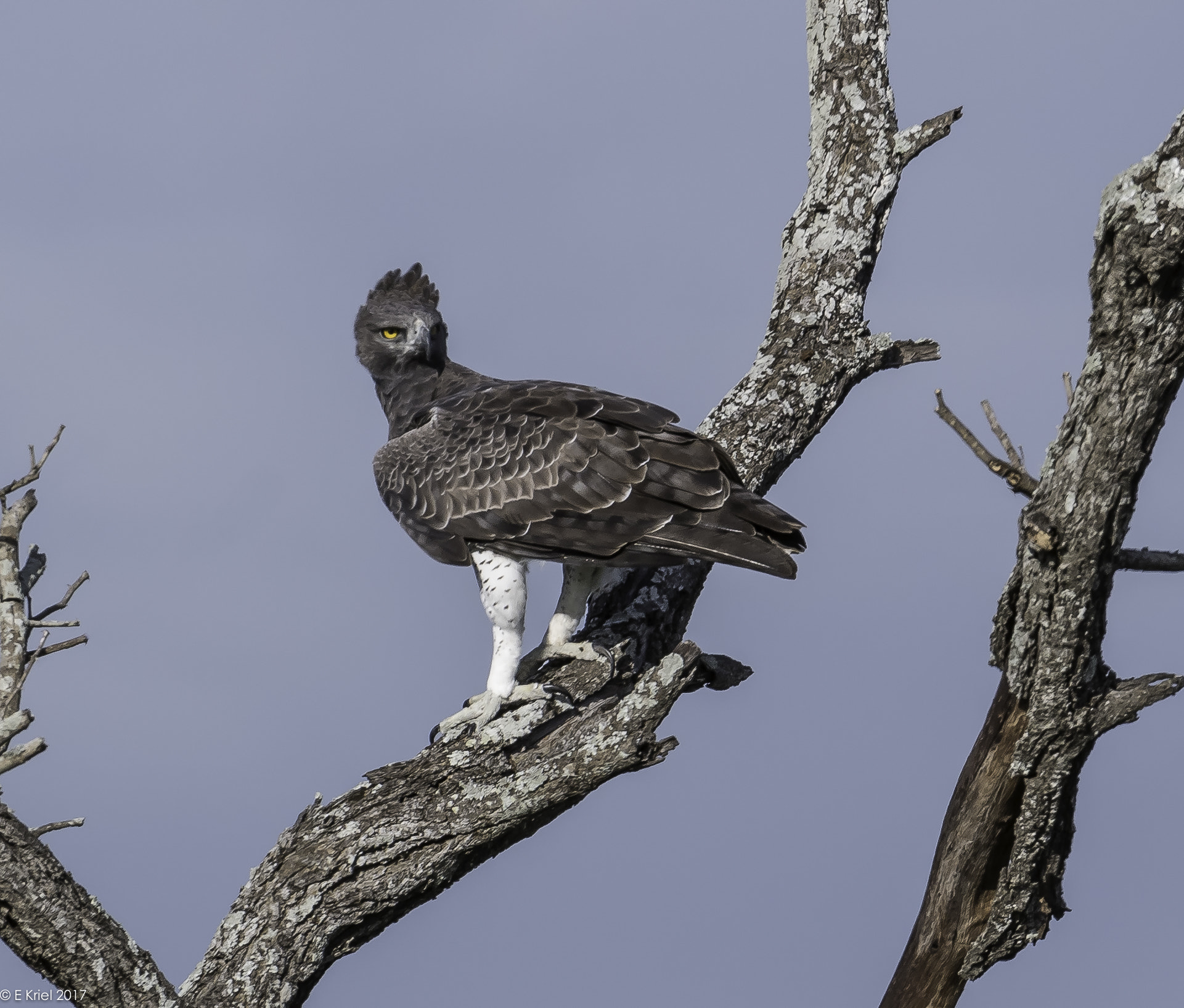 Nikon D500 + Nikon AF-S Nikkor 200-400mm F4G ED-IF VR sample photo. Safari trip 2017 - martial eagle photography