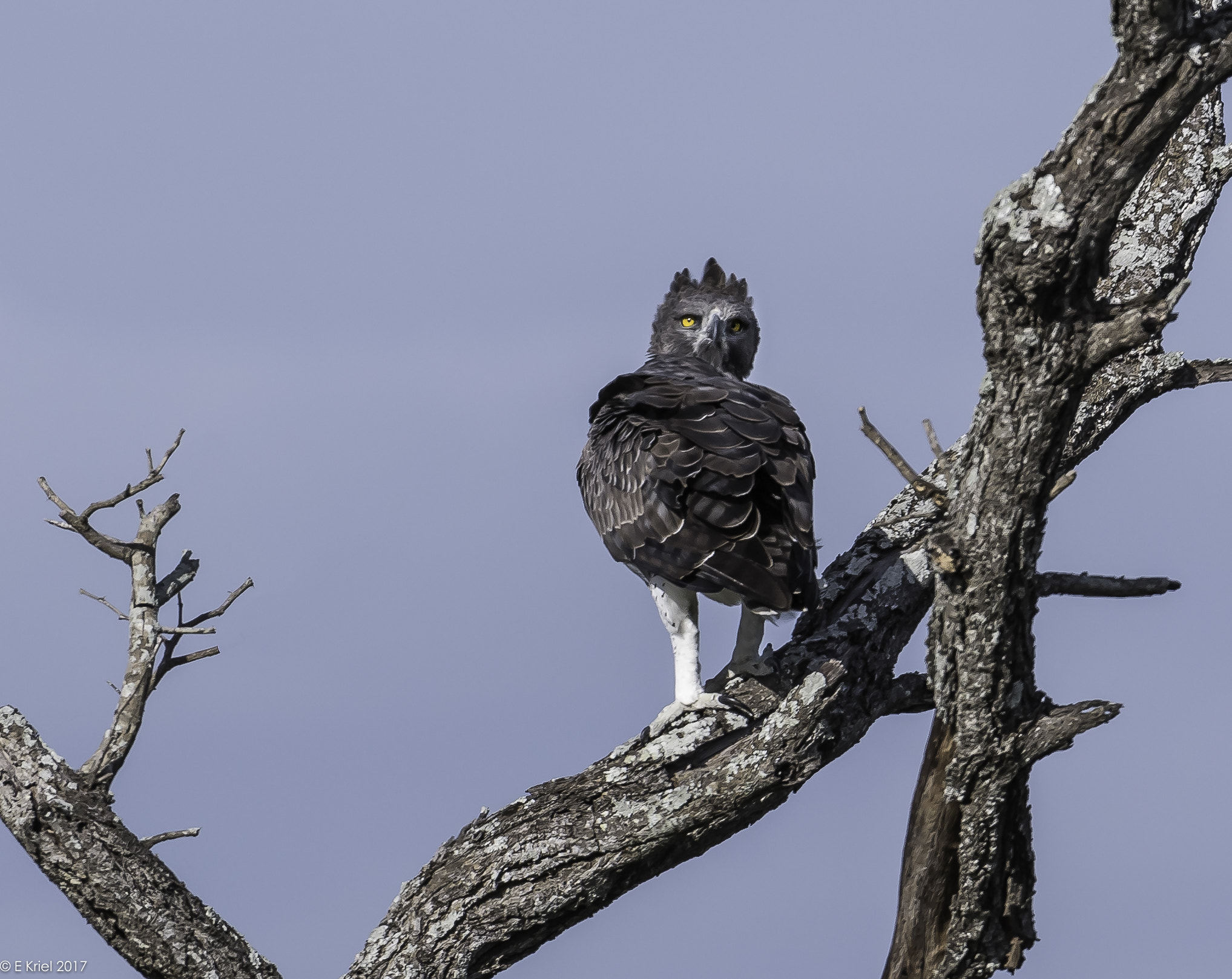 Nikon D500 sample photo. Safari trip 2017 - martial eagle photography