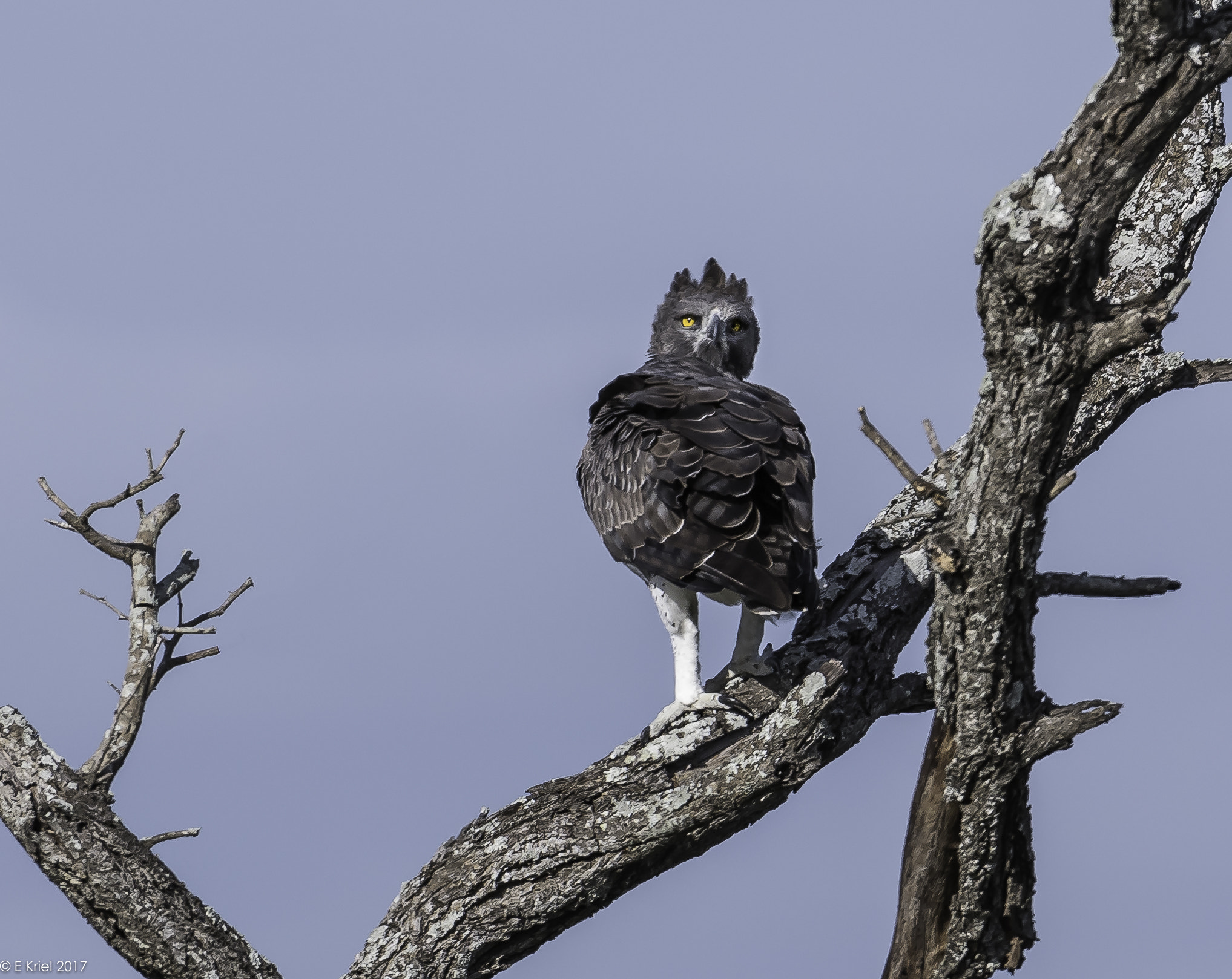 Nikon D500 + Nikon AF-S Nikkor 200-400mm F4G ED-IF VR sample photo. Safari trip 2017 - martial eagle photography