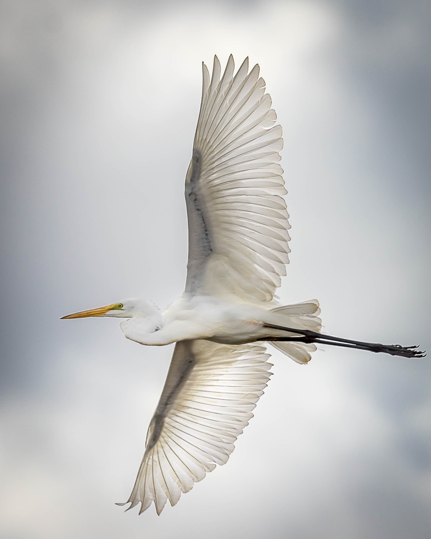 Canon EF 100-400mm F4.5-5.6L IS USM sample photo. Great egret photography