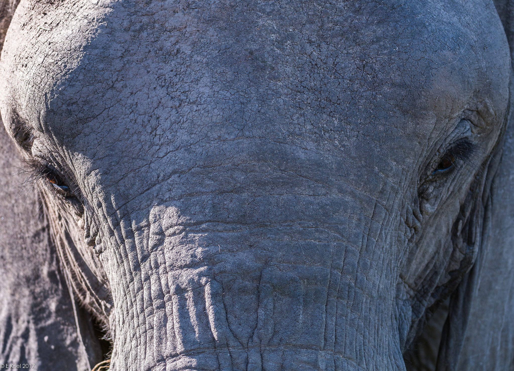 Nikon D500 sample photo. Safari trip march 2017 - close up elephant photography
