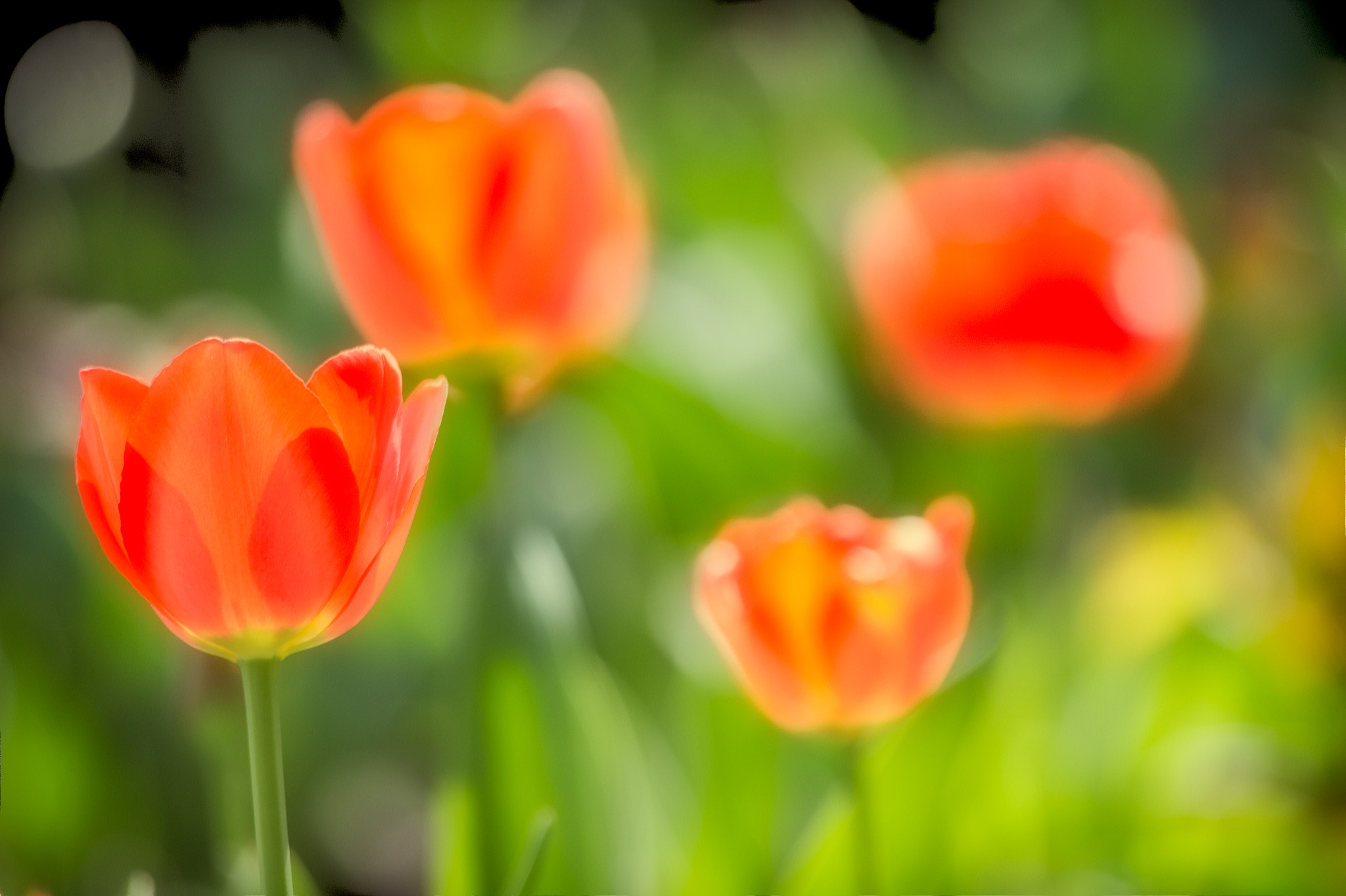 Canon EOS 600D (Rebel EOS T3i / EOS Kiss X5) + Sigma 70-300mm F4-5.6 APO DG Macro sample photo. Tulipanes photography