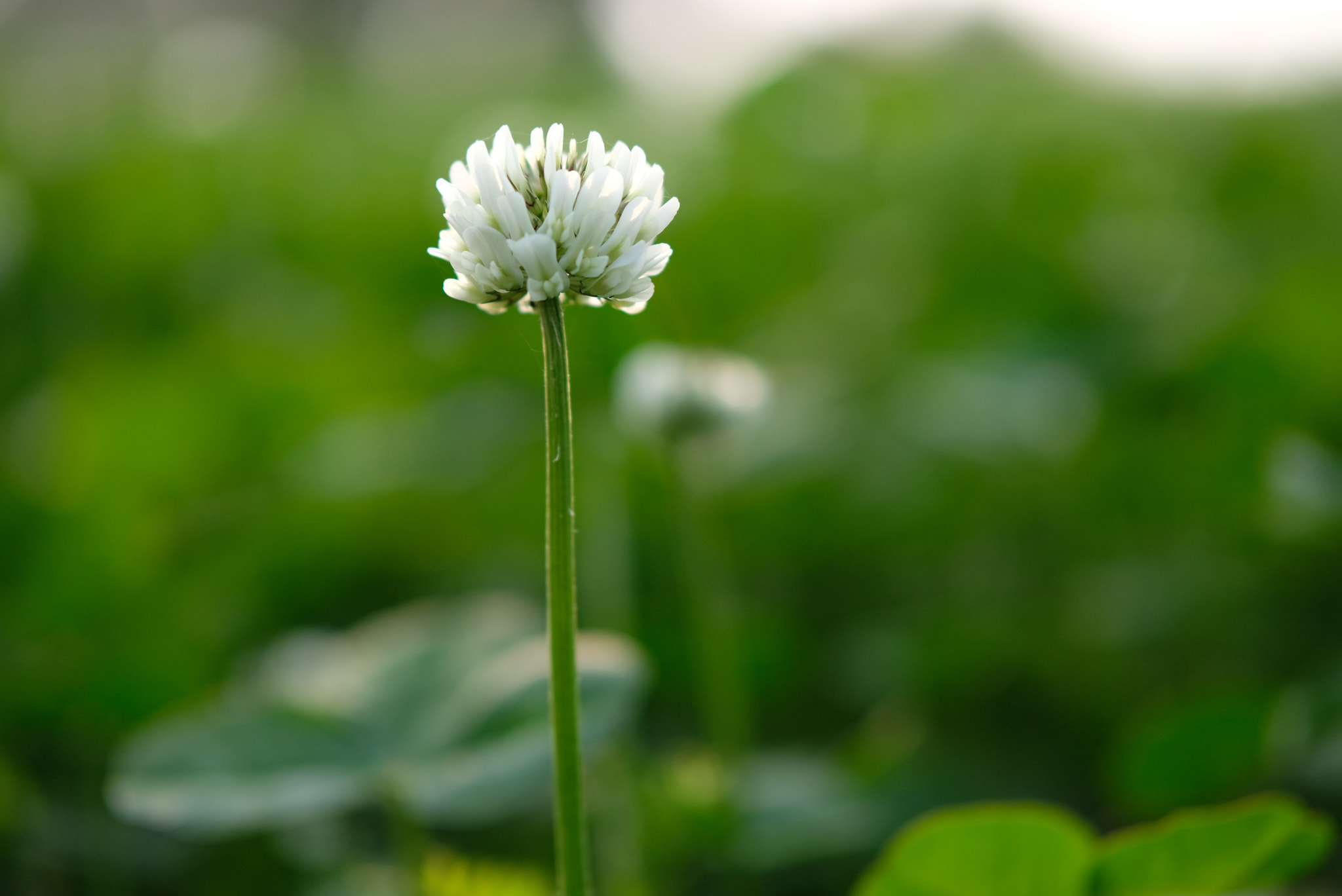 Fujifilm XF 50mm F2 R WR sample photo. Unknown flower photography