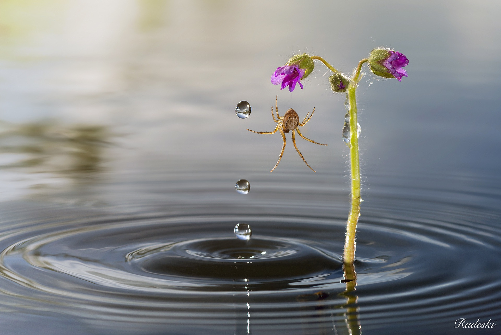 Nikon D800E + Nikon AF Micro-Nikkor 60mm F2.8D sample photo. Playful spider photography