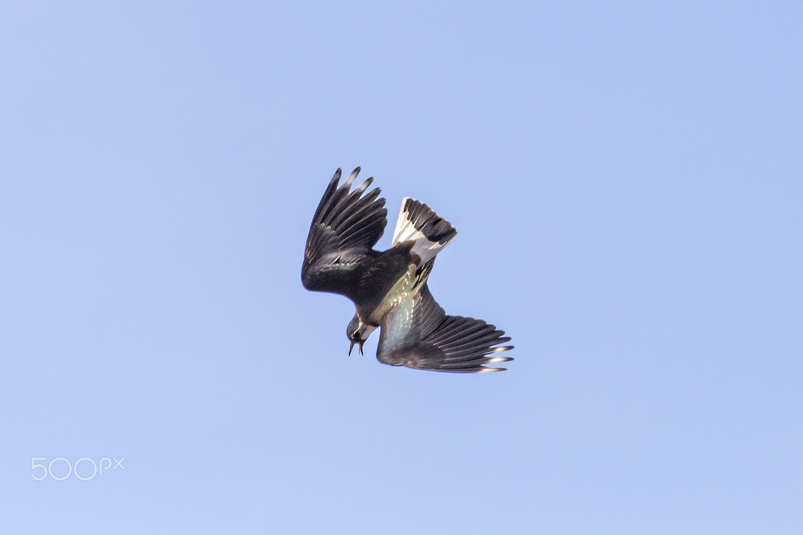 Canon EF 70-300mm F4-5.6 IS USM sample photo. Vanellus vanellus photography