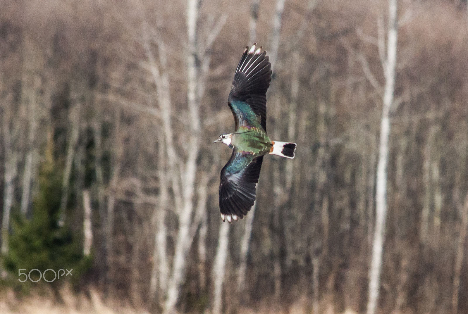 Canon EF 70-300mm F4-5.6 IS USM sample photo. Vanellus vanellus photography