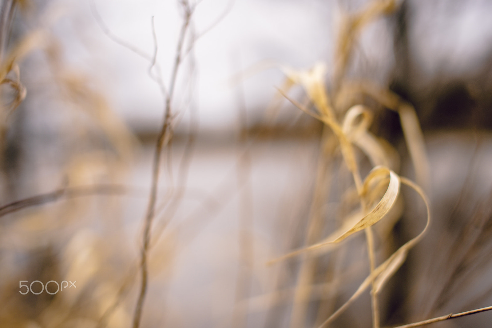 Sigma 50mm F1.4 EX DG HSM sample photo. Cold wind photography