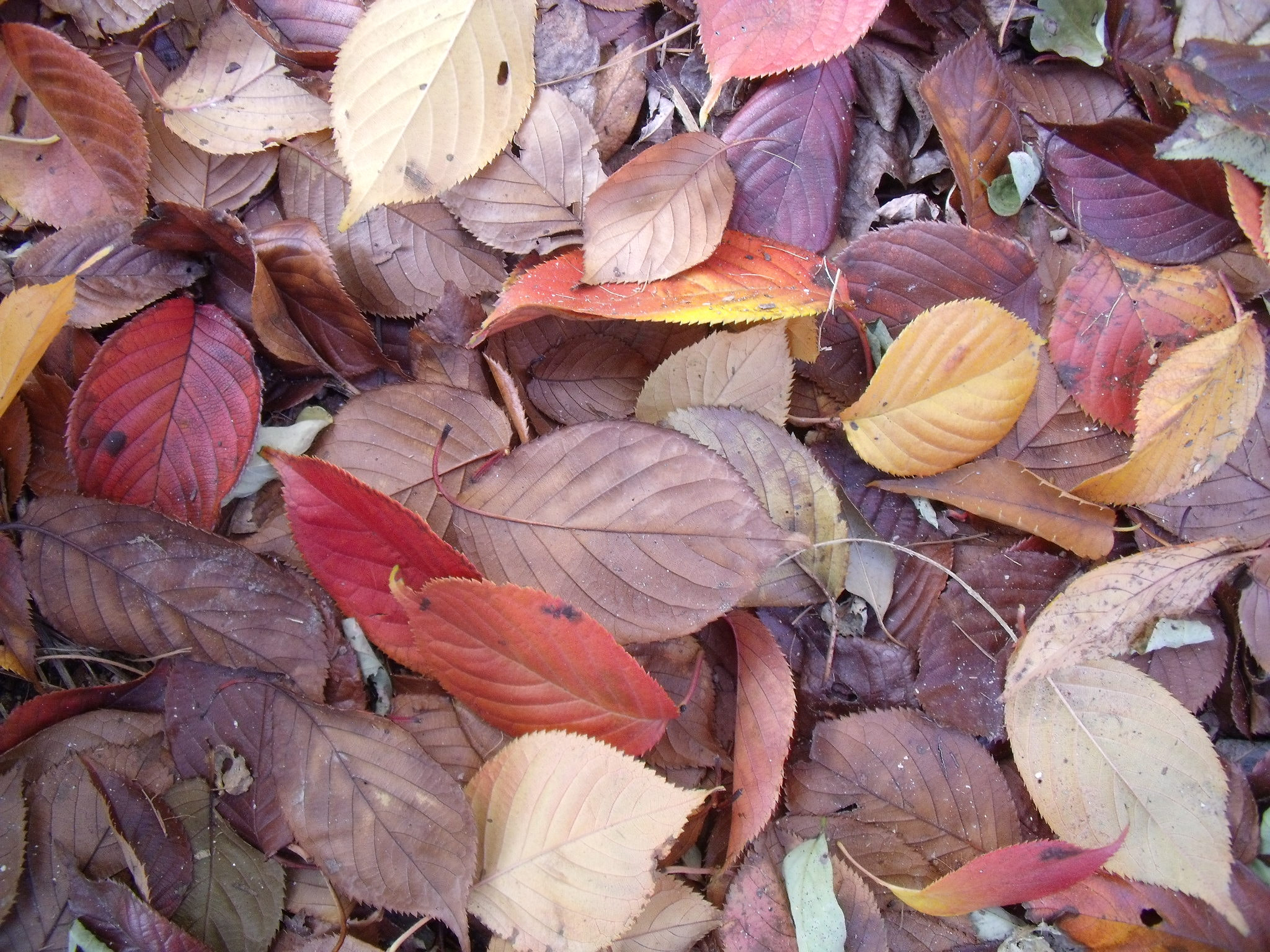 Fujifilm FinePix J110W sample photo. Fallen leaves photography