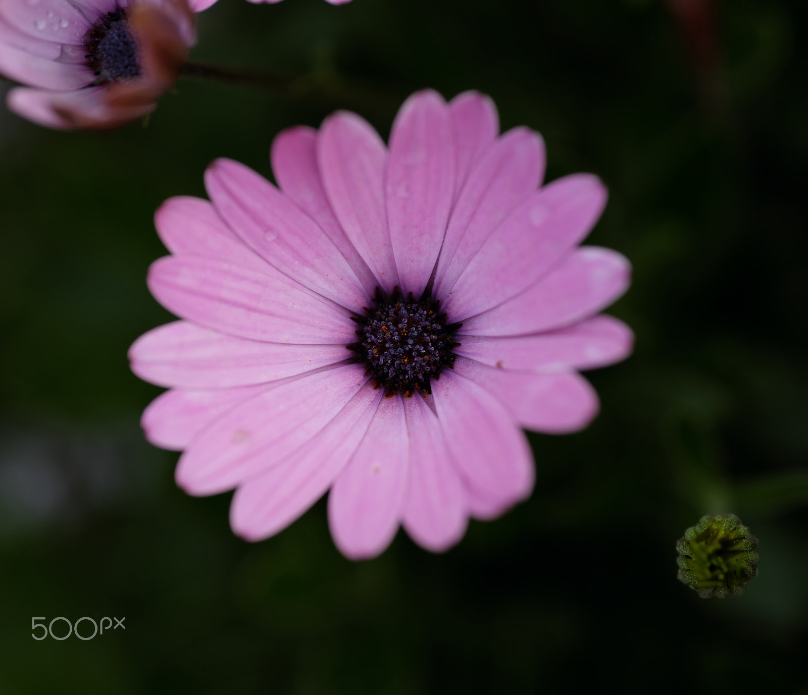 Fujifilm XF 90mm F2 R LM WR sample photo. Flower photography