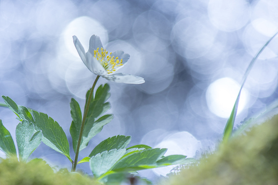 Canon EF 70-300mm F4-5.6 IS USM sample photo. C'est fleur bleue ... photography