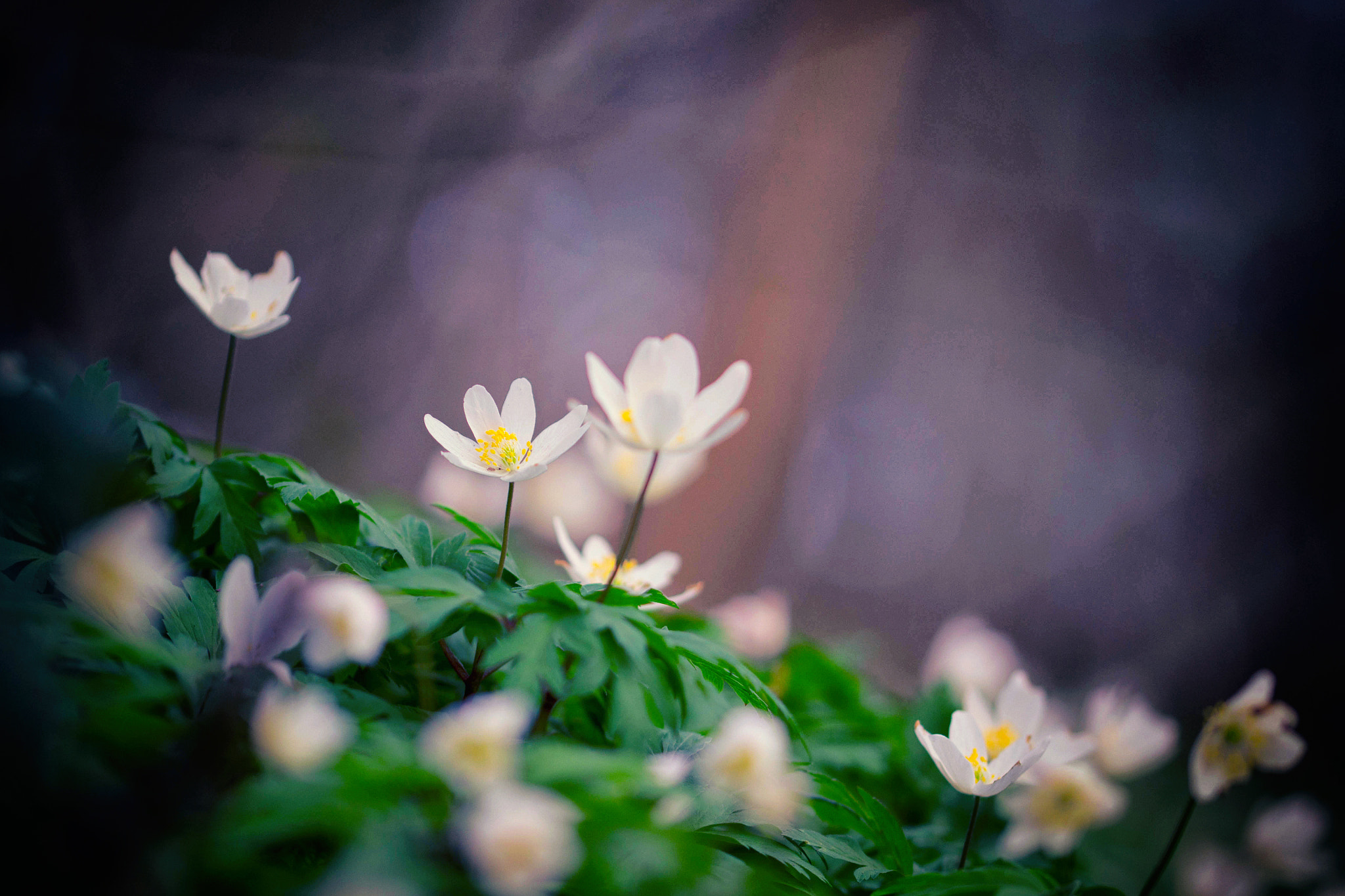 Sigma 105mm F2.8 EX DG OS HSM sample photo. Blooming woods photography