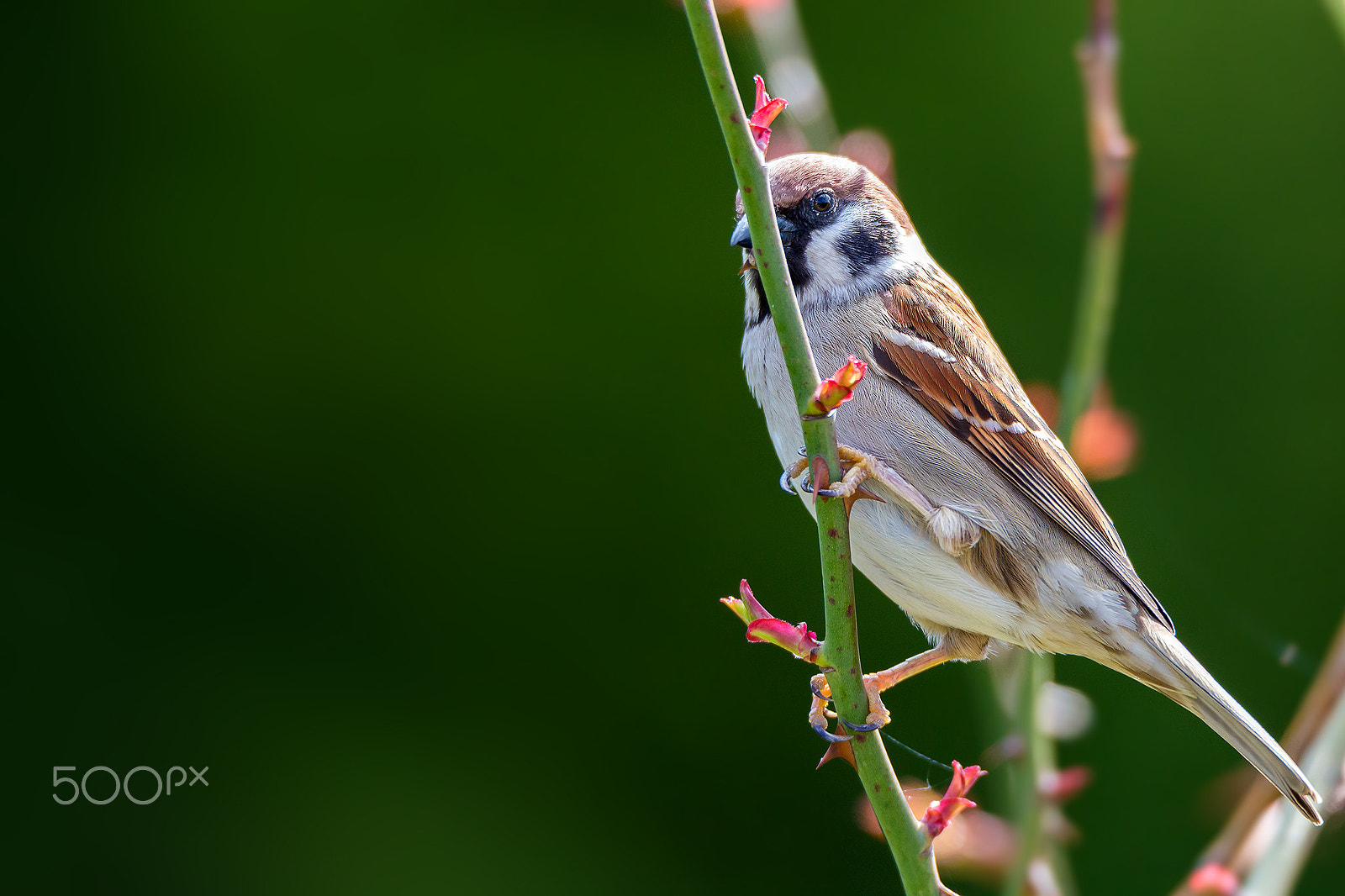 Tamron SP 150-600mm F5-6.3 Di VC USD sample photo. Little bird photography