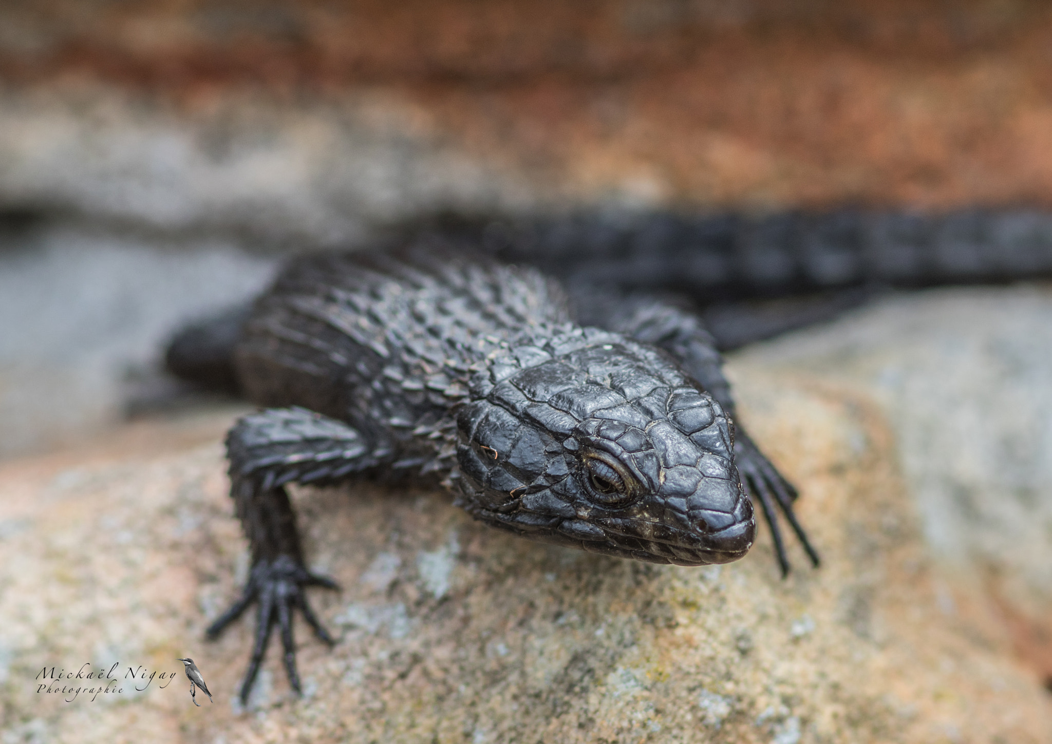 Canon EF 300mm F4L IS USM sample photo. Lézard noir photography