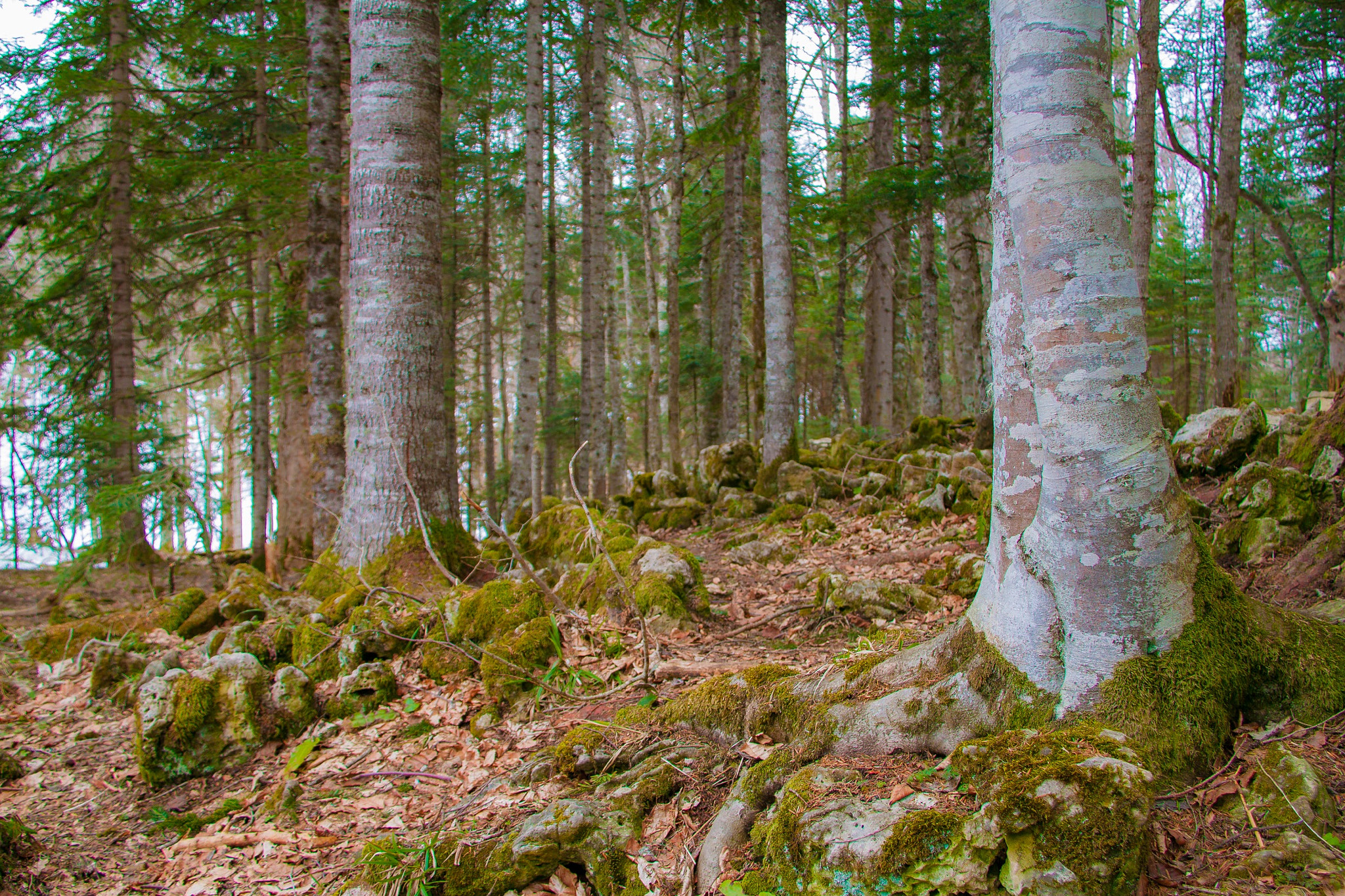Canon EF-S 18-200mm F3.5-5.6 IS sample photo