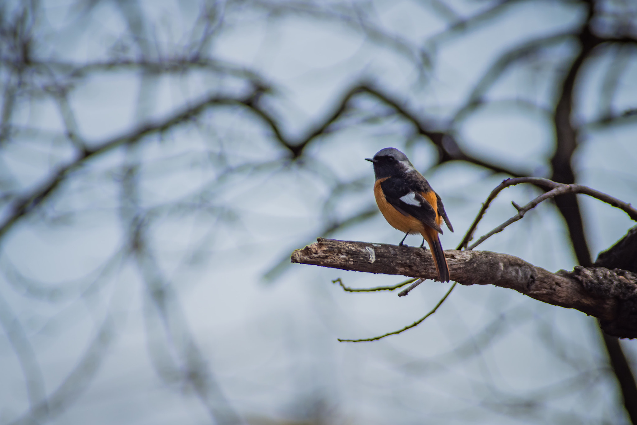 Pentax K-S2 sample photo. Daurian redstart photography