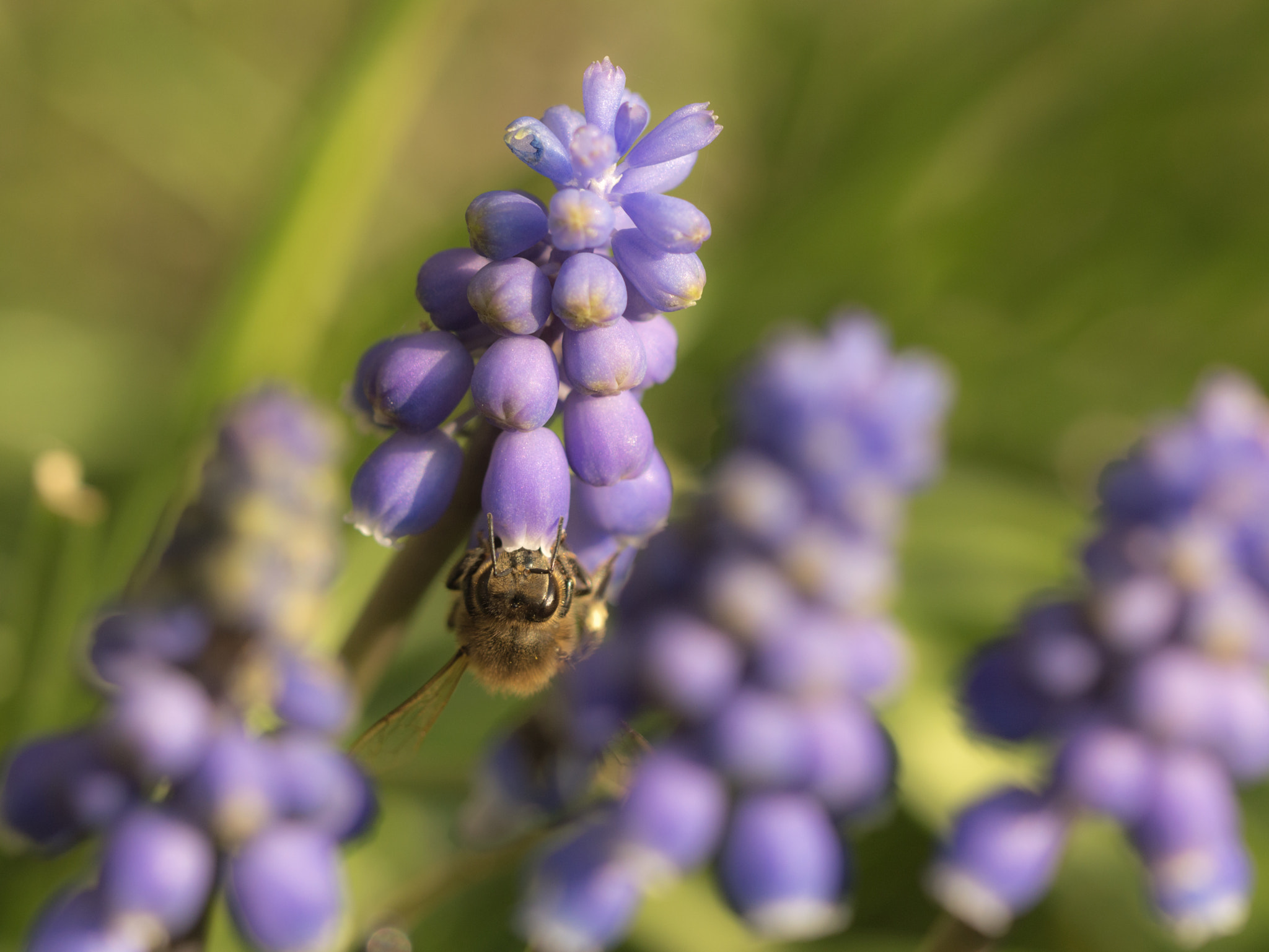Nikon D3200 sample photo. First bee of the year photography