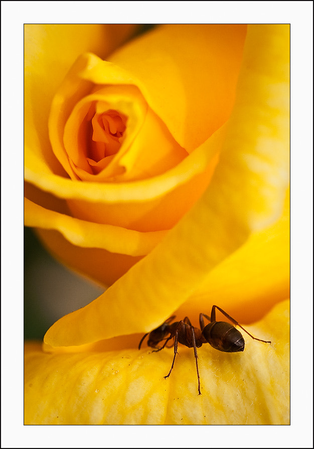 KONICA MINOLTA DYNAX 7D sample photo. Ant photography