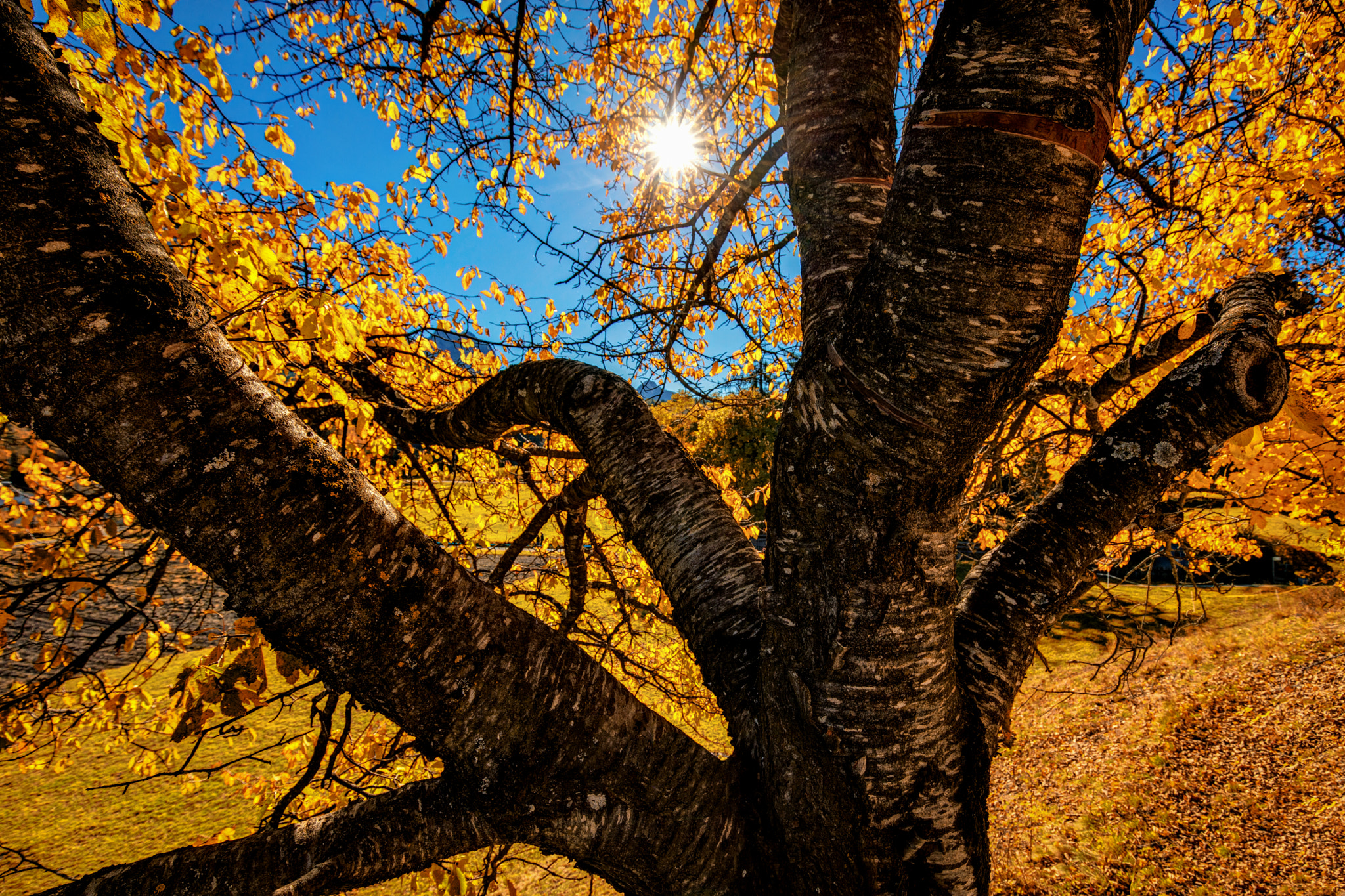 Canon EF 16-35mm F4L IS USM sample photo. Autumn in the dolomites photography