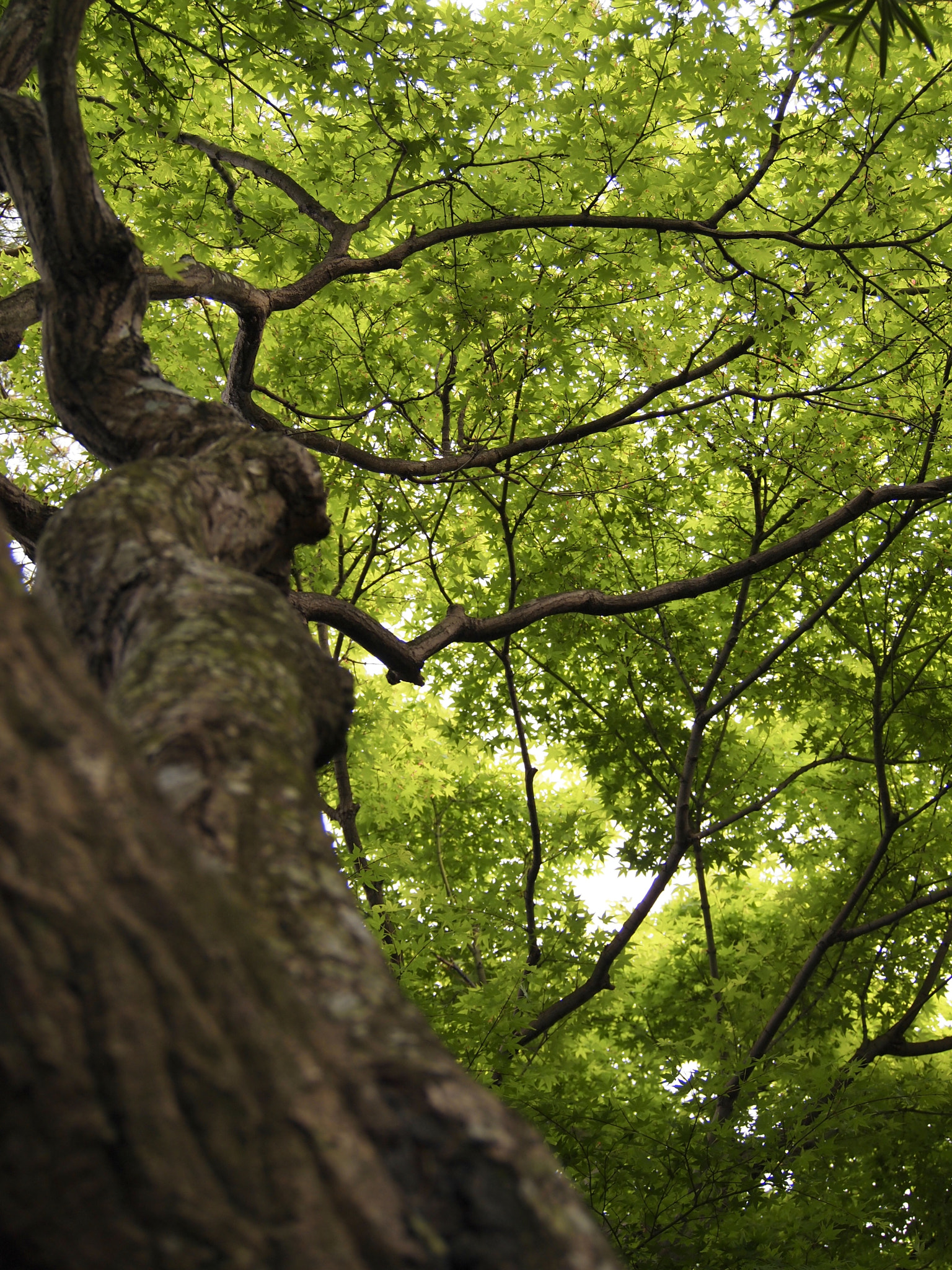 Olympus PEN E-PL2 sample photo. Under the green dome photography