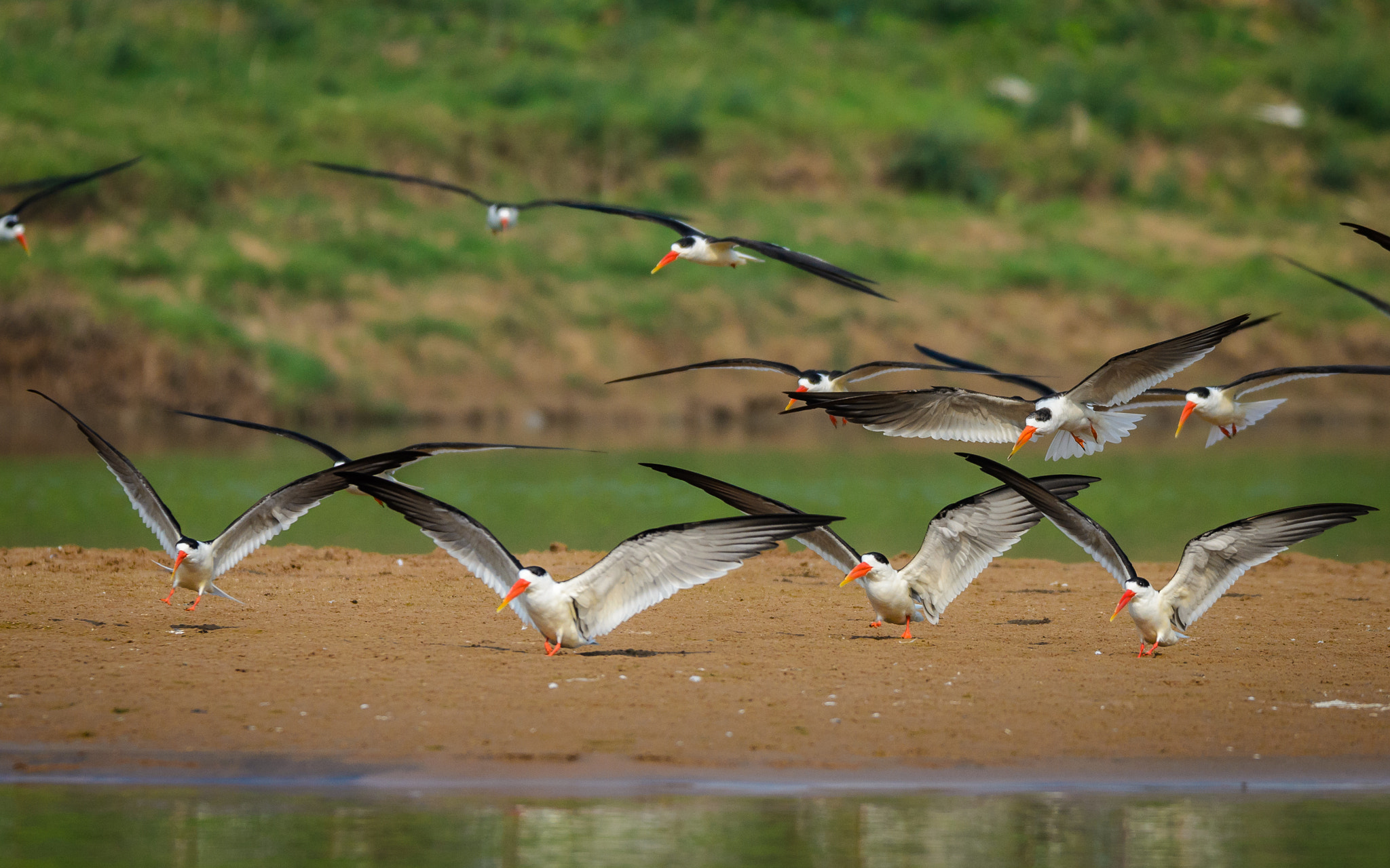 Nikon D7000 + Tamron SP 150-600mm F5-6.3 Di VC USD sample photo. The indian skimmer photography