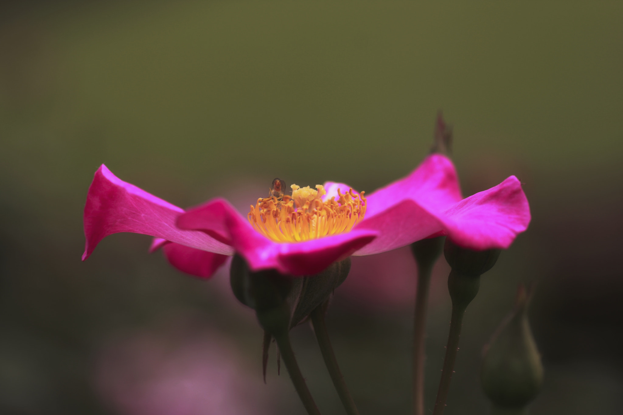 Canon EOS 40D + Tamron SP AF 90mm F2.8 Di Macro sample photo. Rose（新宿御苑） photography