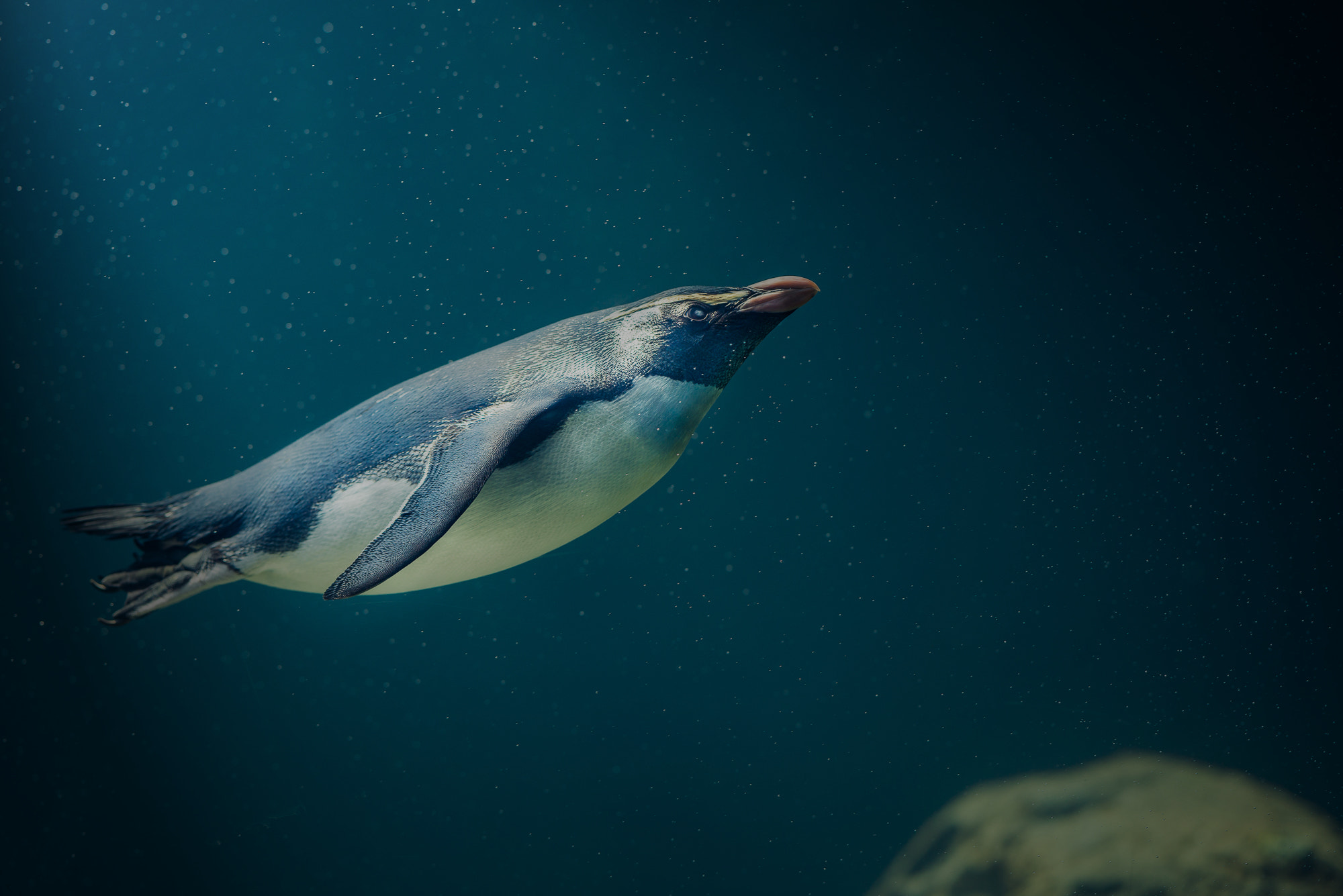 Nikon D800E + Nikon AF-S Nikkor 35mm F1.8G ED sample photo. Penguin! celine said photography