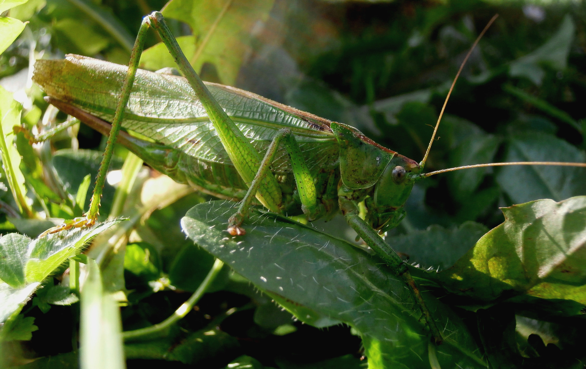 Olympus VR360,D760 sample photo. Green grasshopper photography