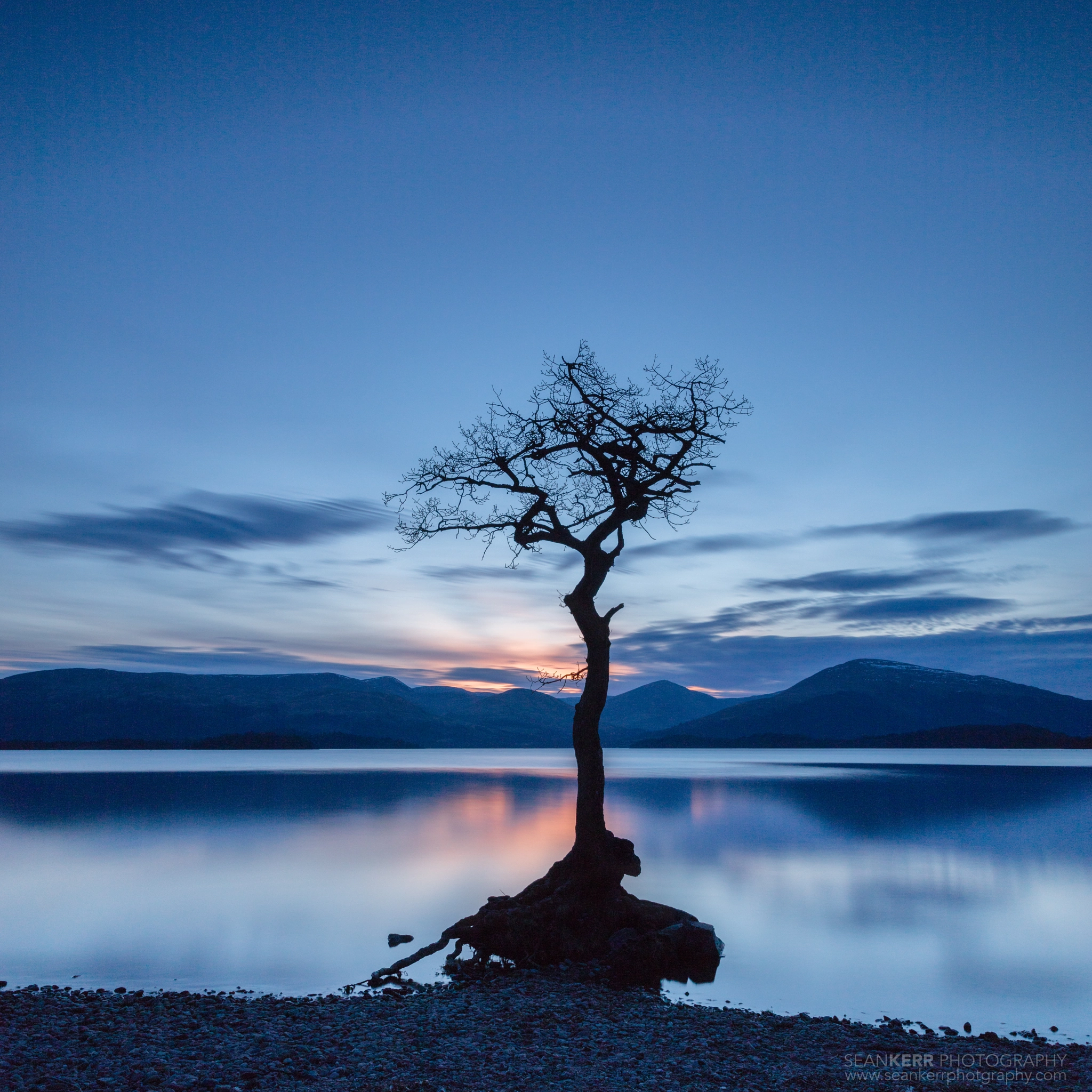 Canon EF 24-70mm F2.8L II USM sample photo. The tree photography
