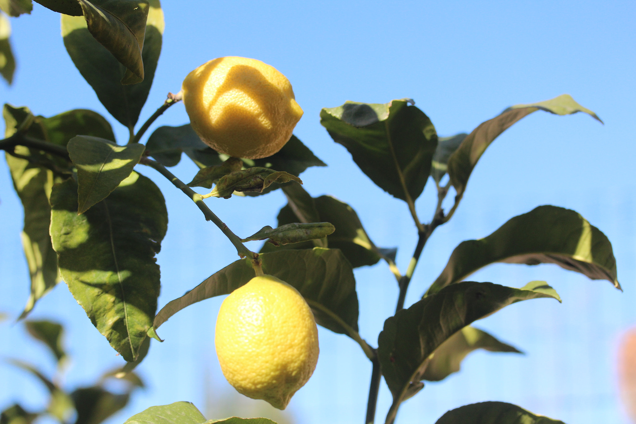 Canon EF-S 60mm F2.8 Macro USM sample photo. Img photography