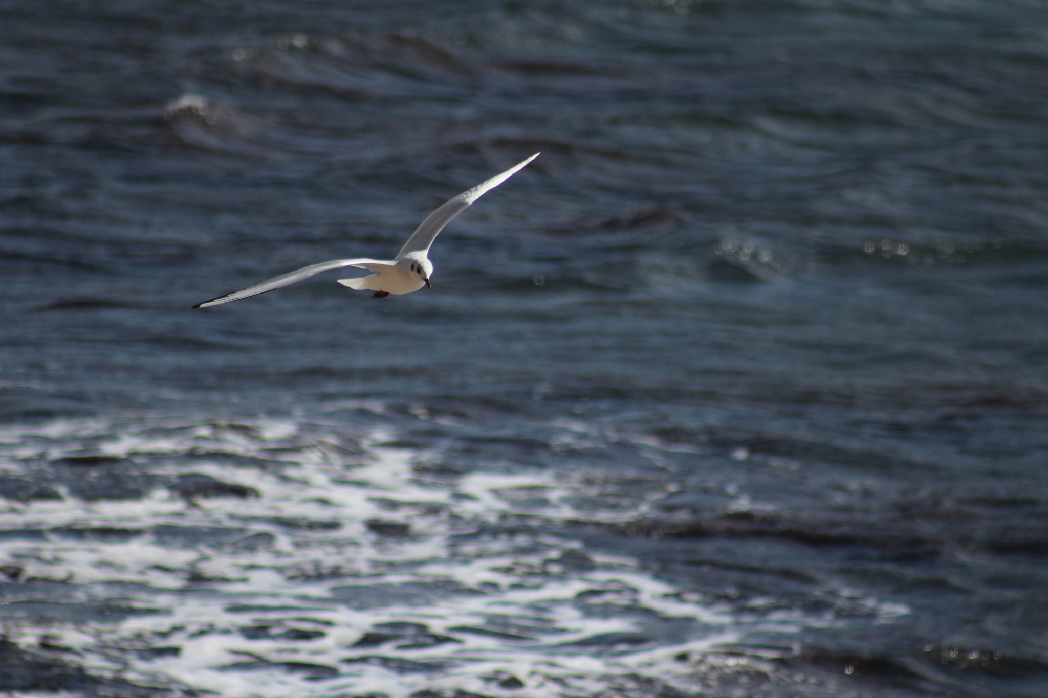 Canon EF 75-300mm f/4-5.6 USM sample photo. Img photography