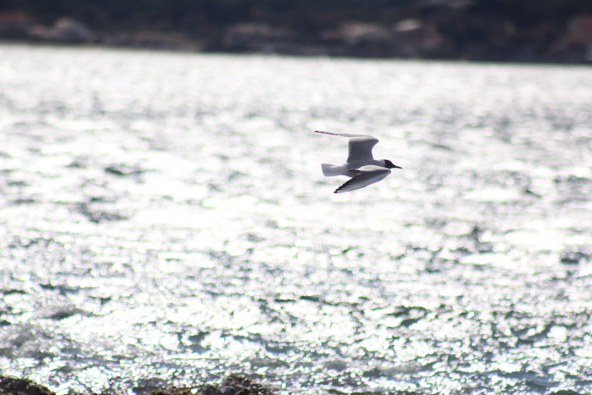 Canon EF 75-300mm f/4-5.6 USM sample photo. Img photography