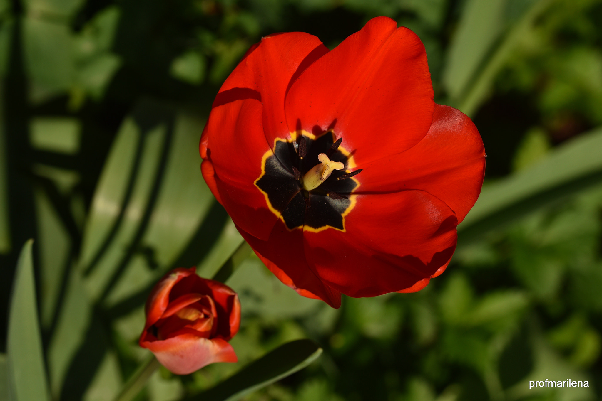 Nikon D810 sample photo. Hot red and new in my garden photography