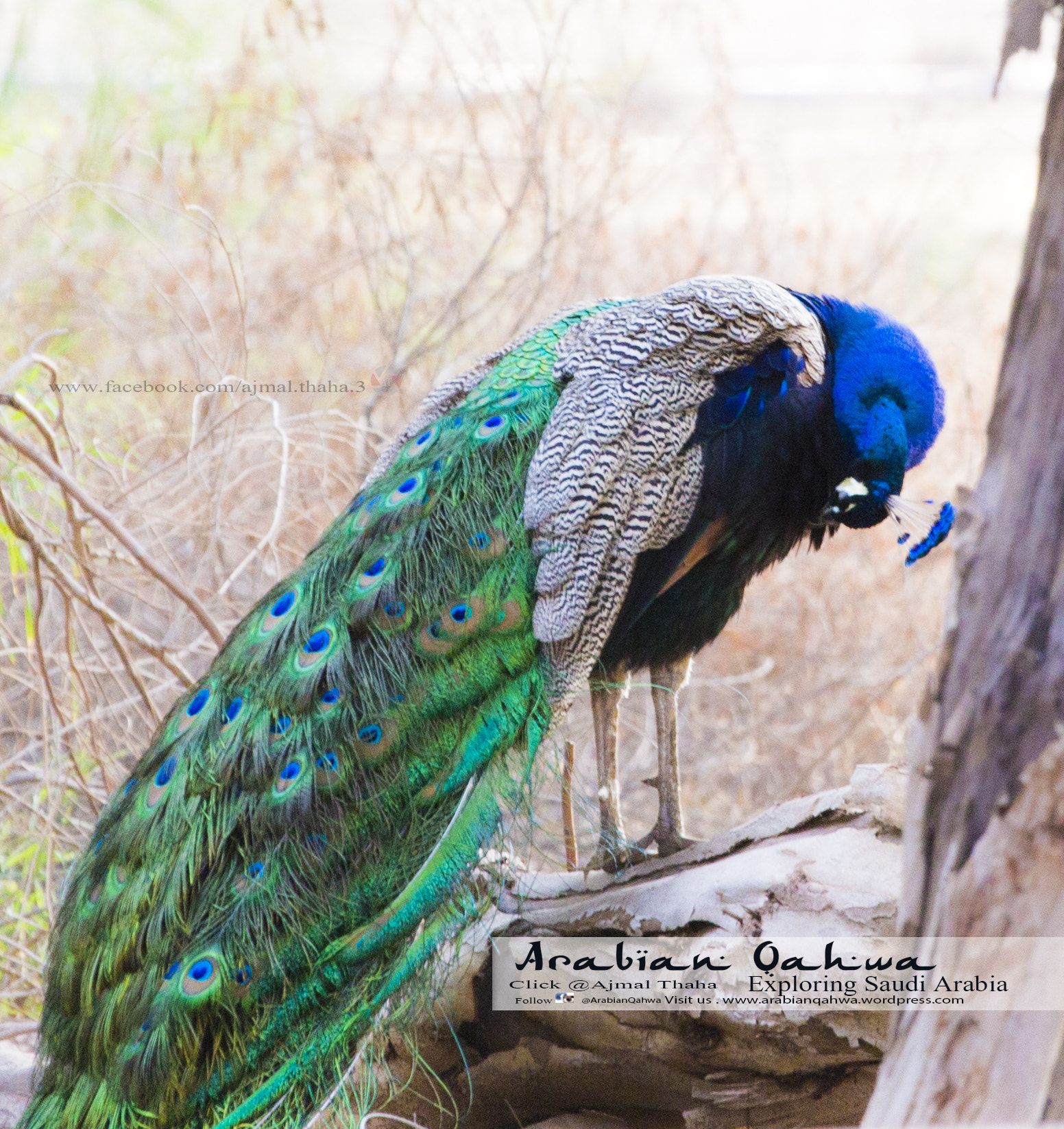 Canon EF 100-400mm F4.5-5.6L IS USM sample photo. Untitled photography
